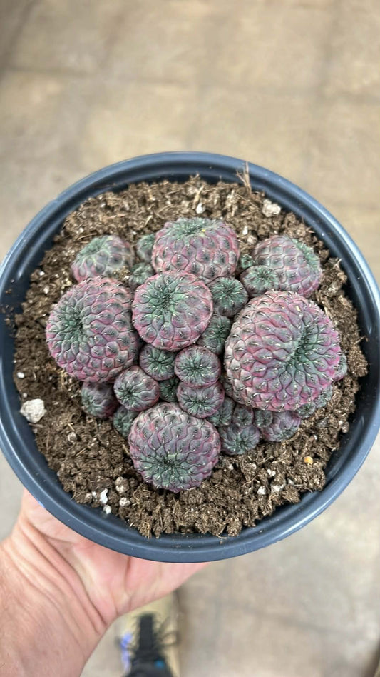 Cactus Asst.