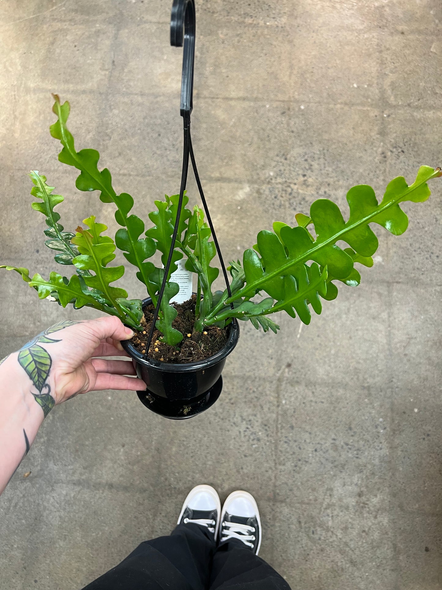 Cactus Zig Zag (Epiphyllum Anguliger)