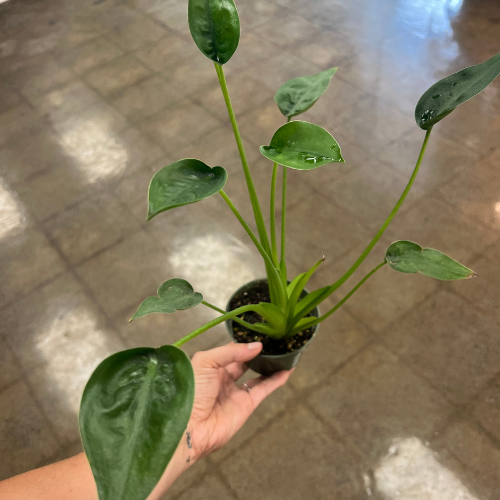 Alocasia Tiny Dancer