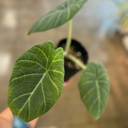 Alocasia Maharani