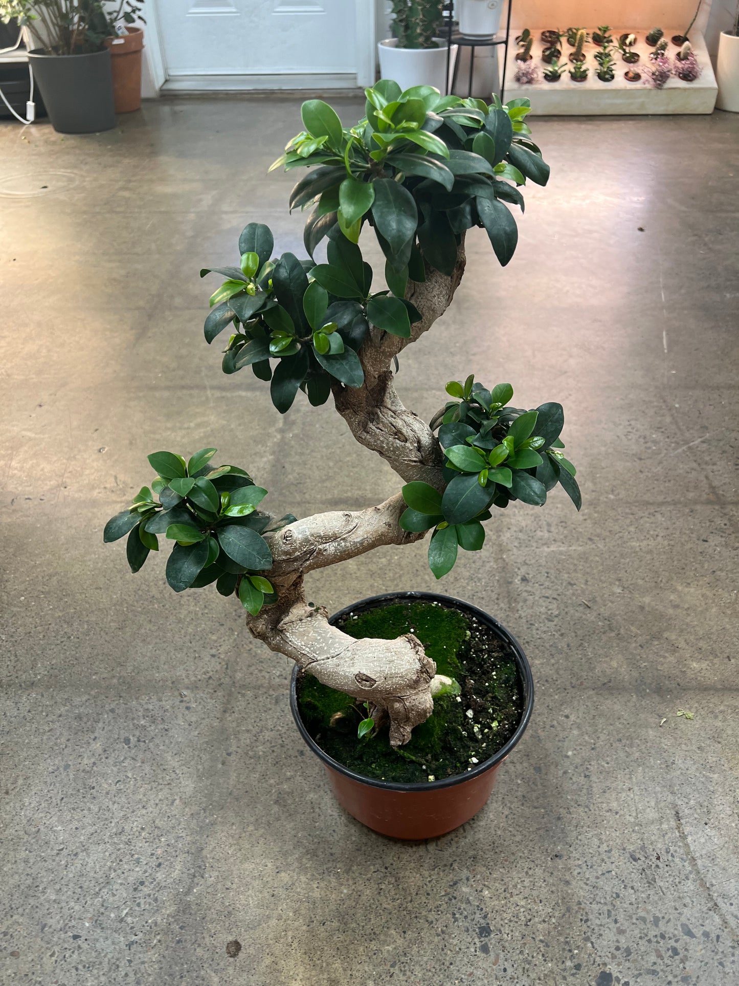 Bonsai Ficus Retusa