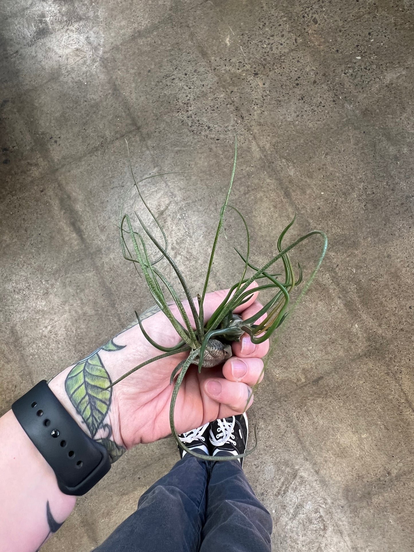 Tillandsia Asst