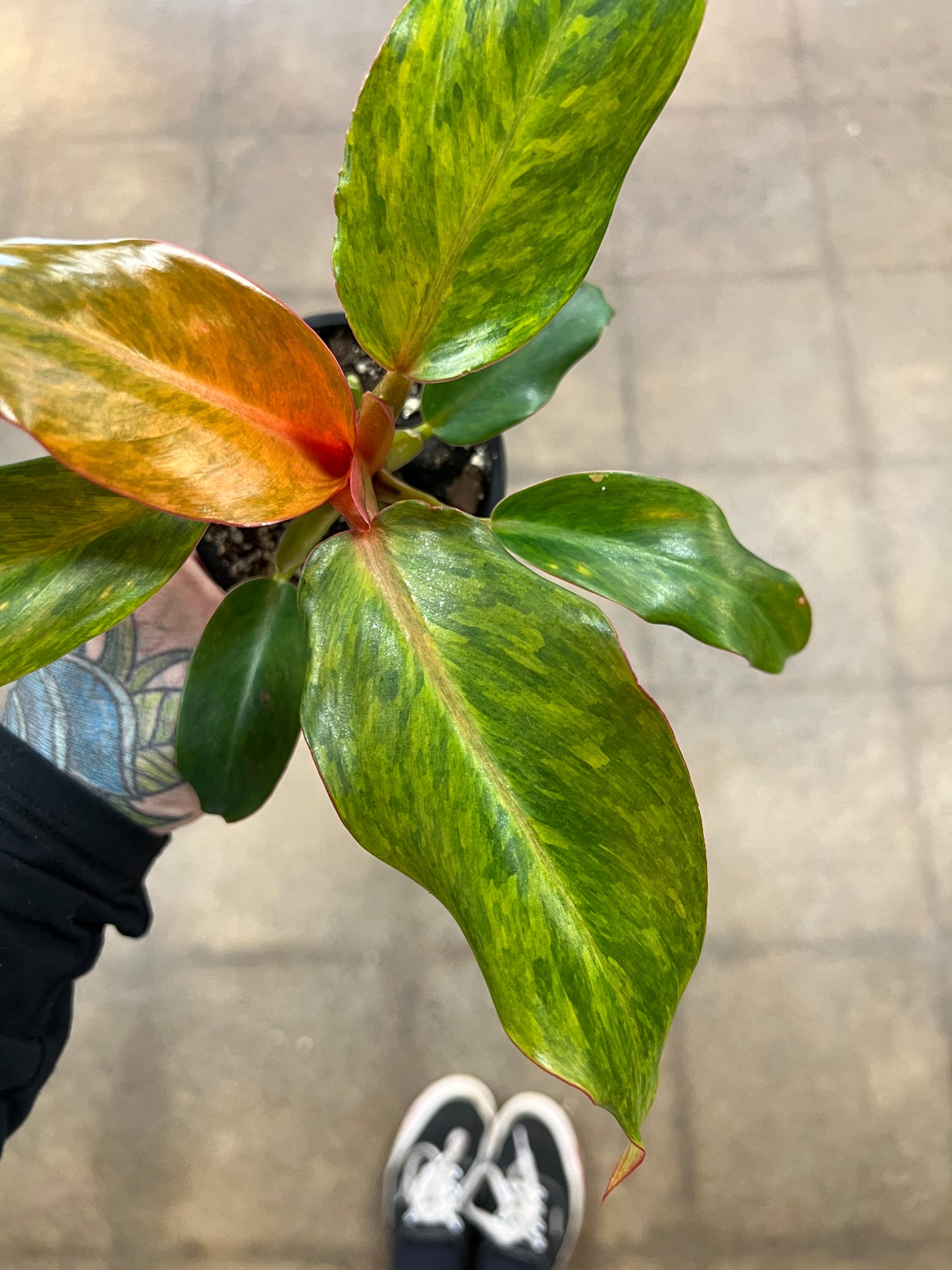 Philodendron Quad Color