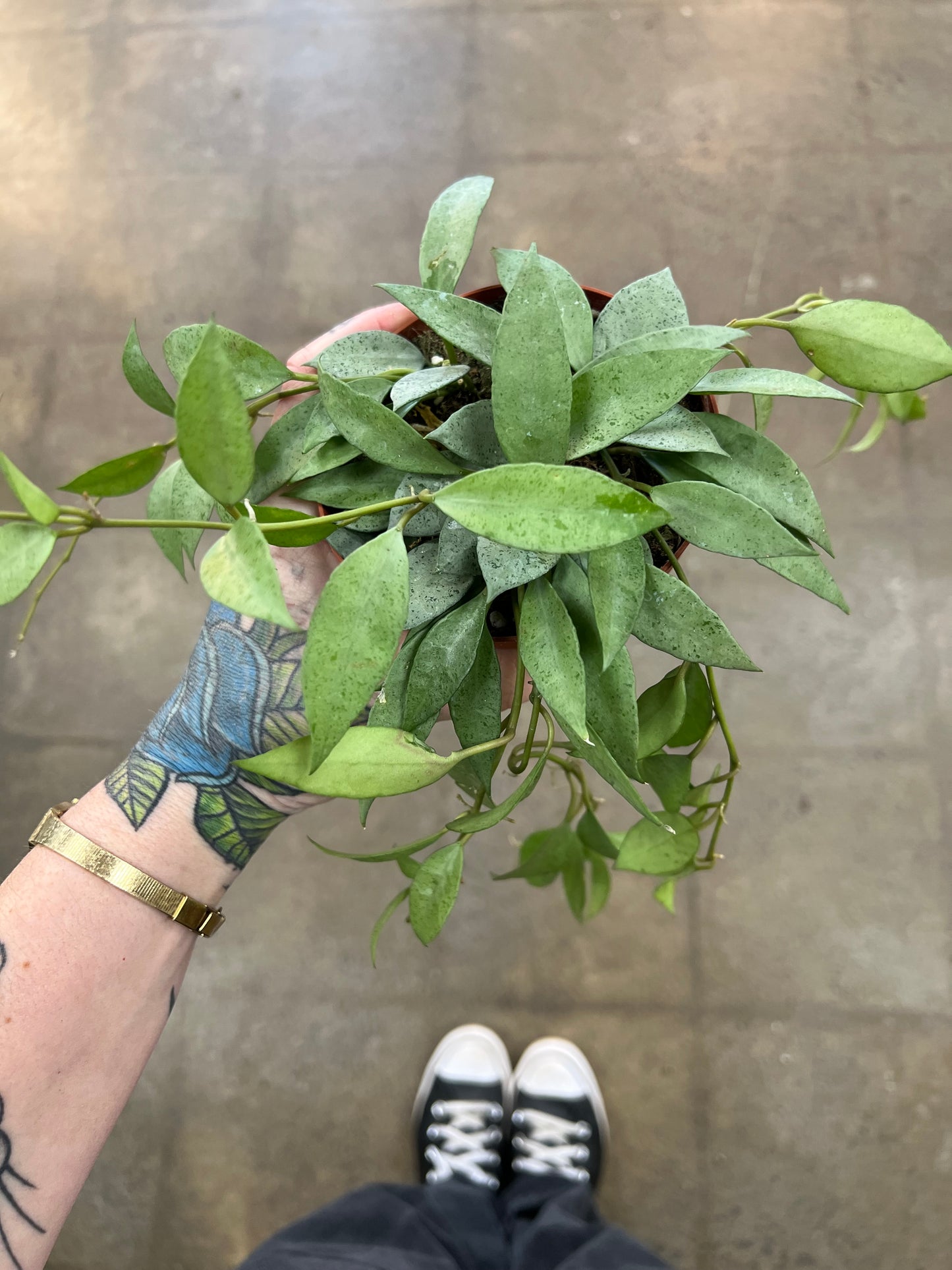 Hoya Lacunosa Mint