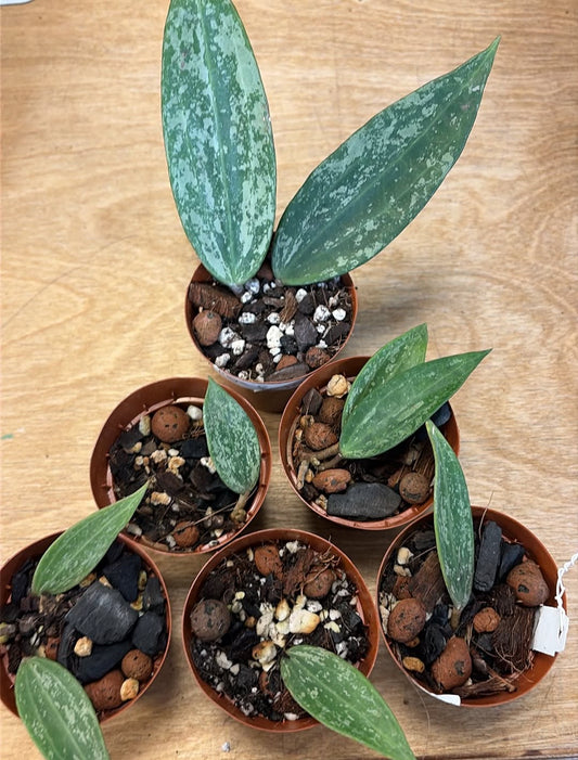 Hoya Rangsan
