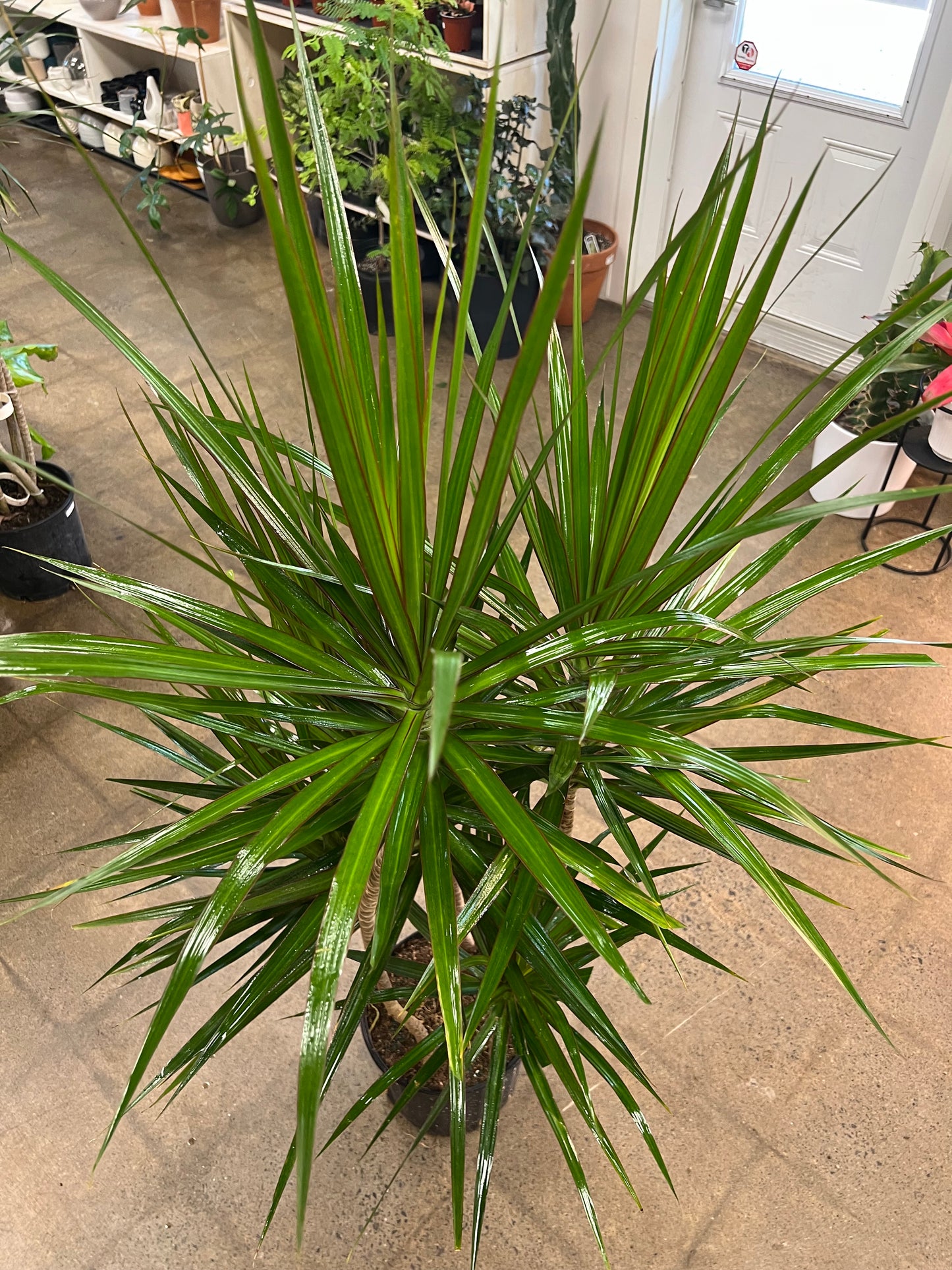 Dracaena Marginata Staggered