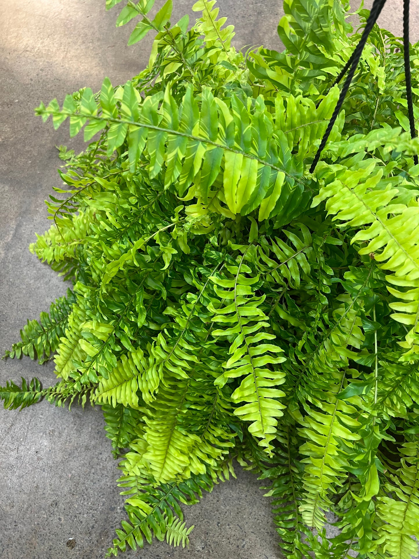 Fern Tiger