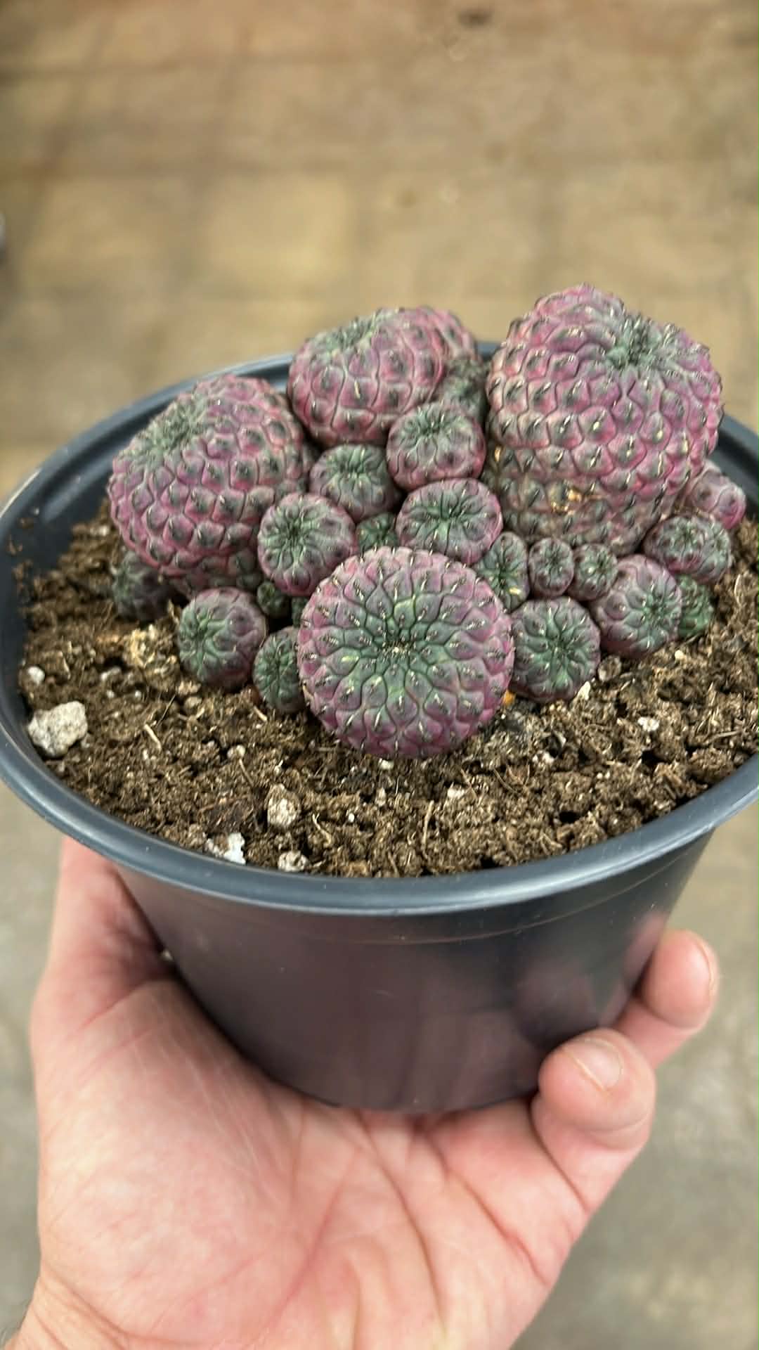 Cactus Asst.