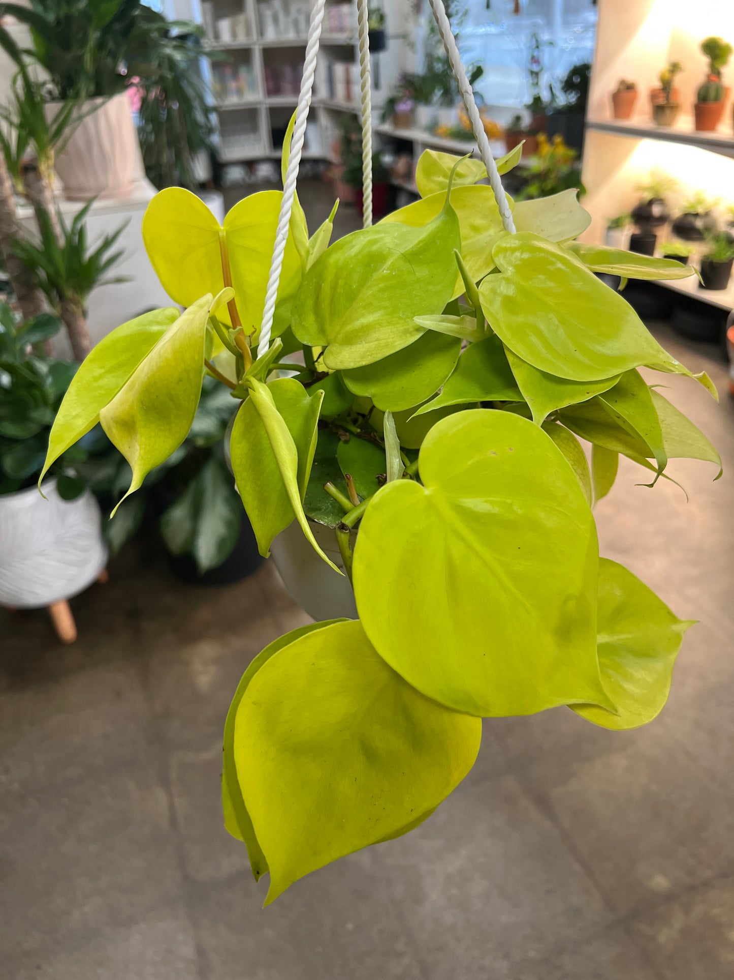 Philodendron Lemon Lime