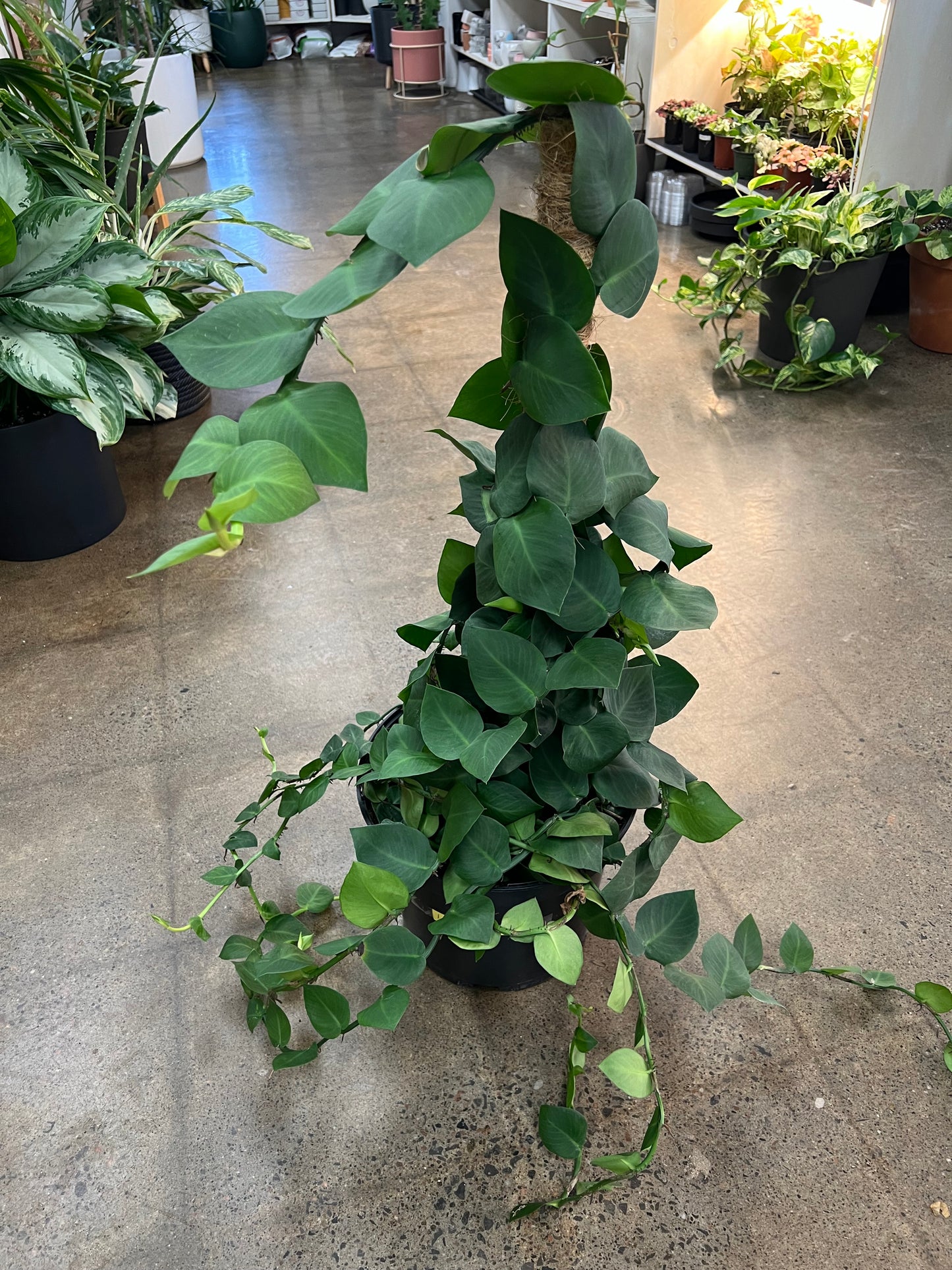 Rhaphidophora Korthalsii Totem