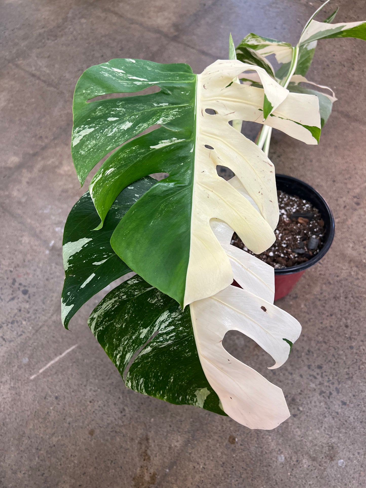 Monstera Albo #21