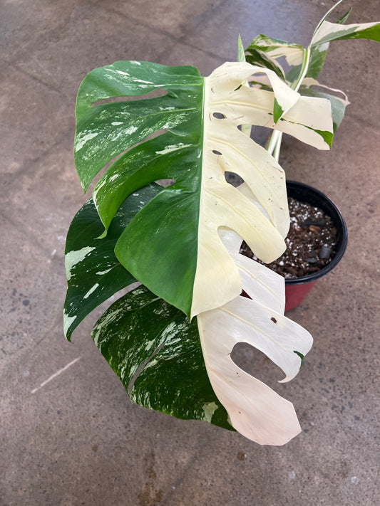 Monstera Albo #21