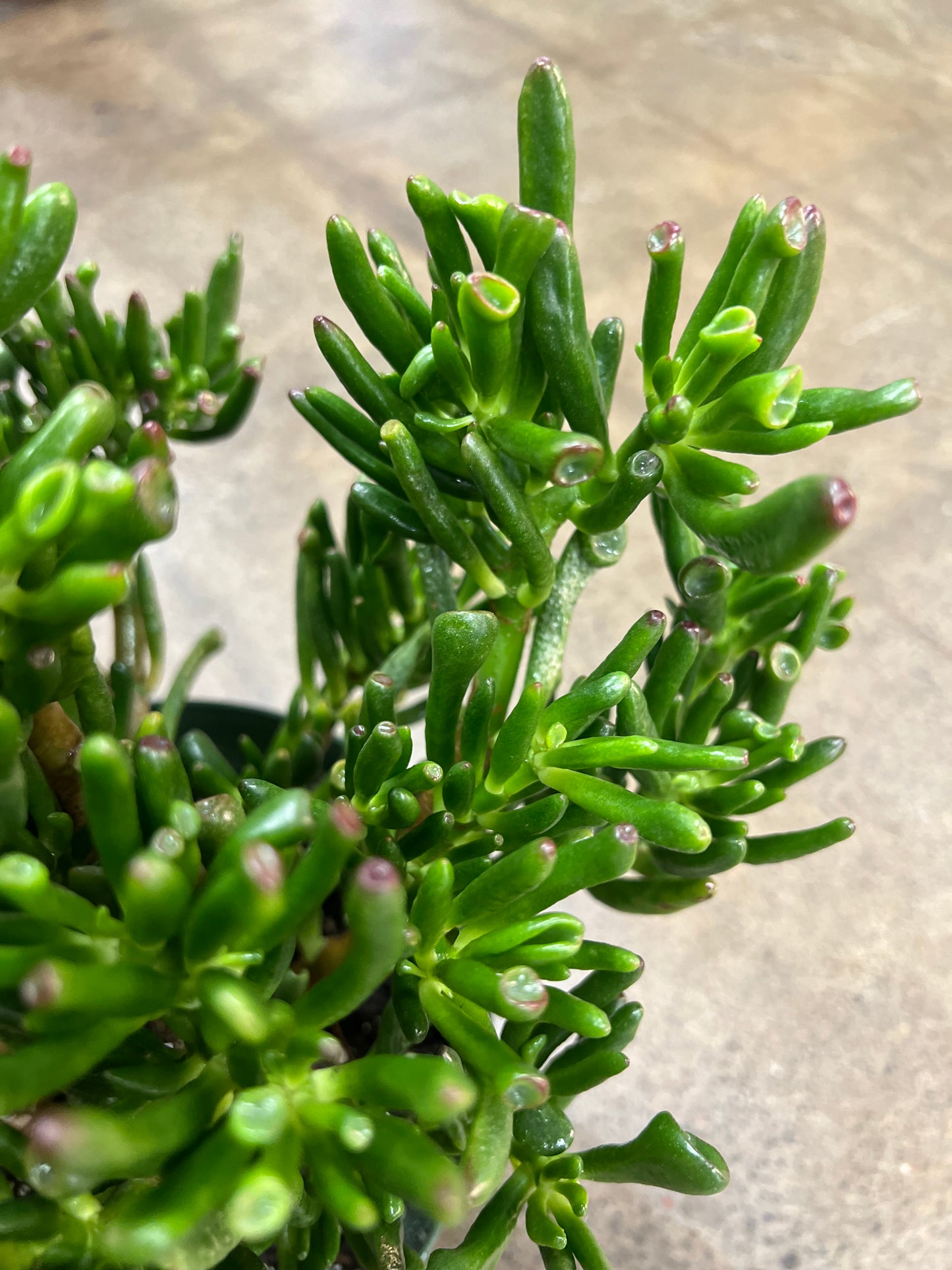 Crassula Gollum