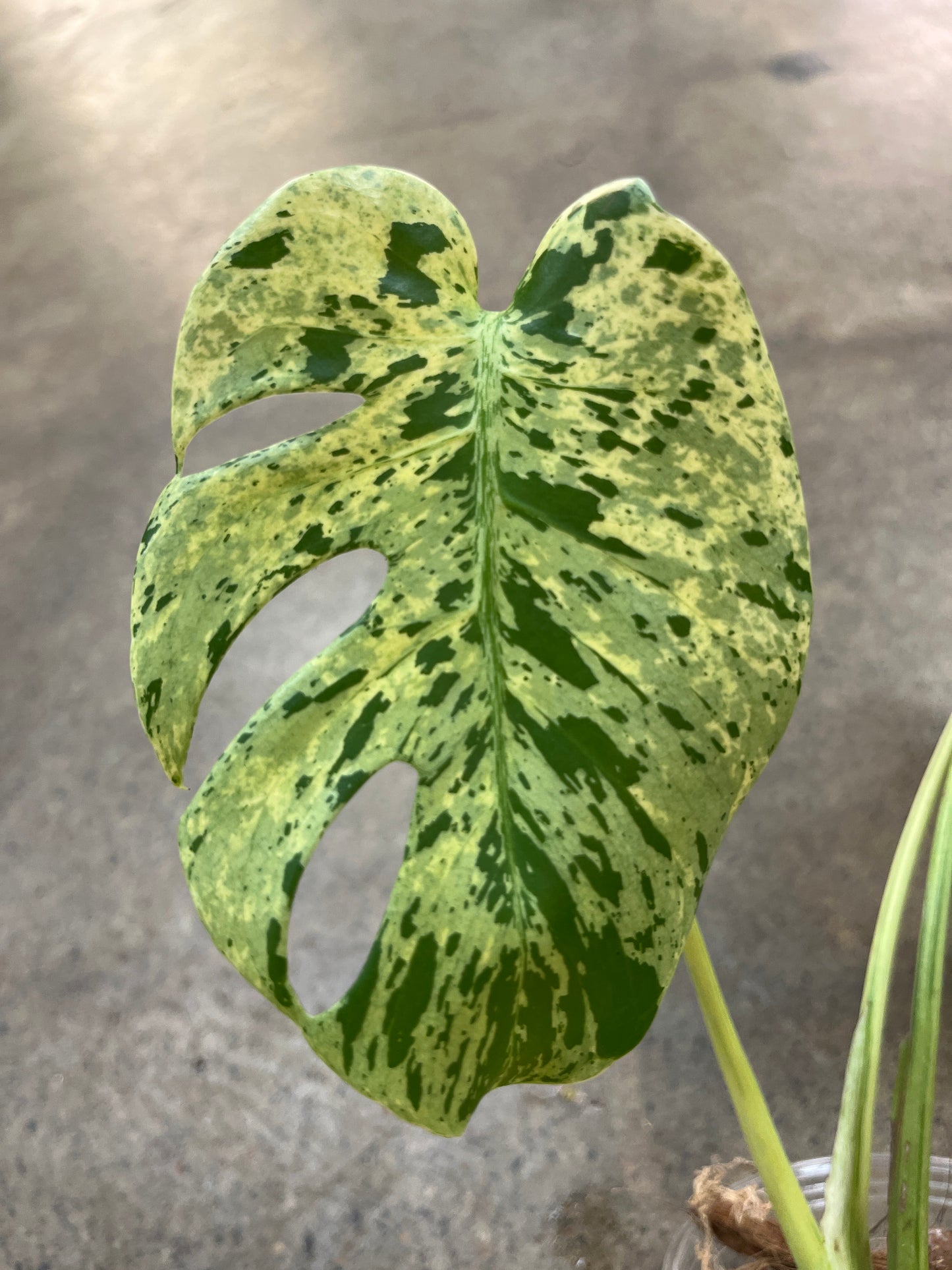 Monstera Bulbasaur