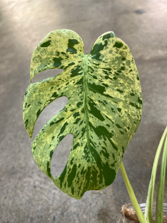 Monstera Bulbasaur