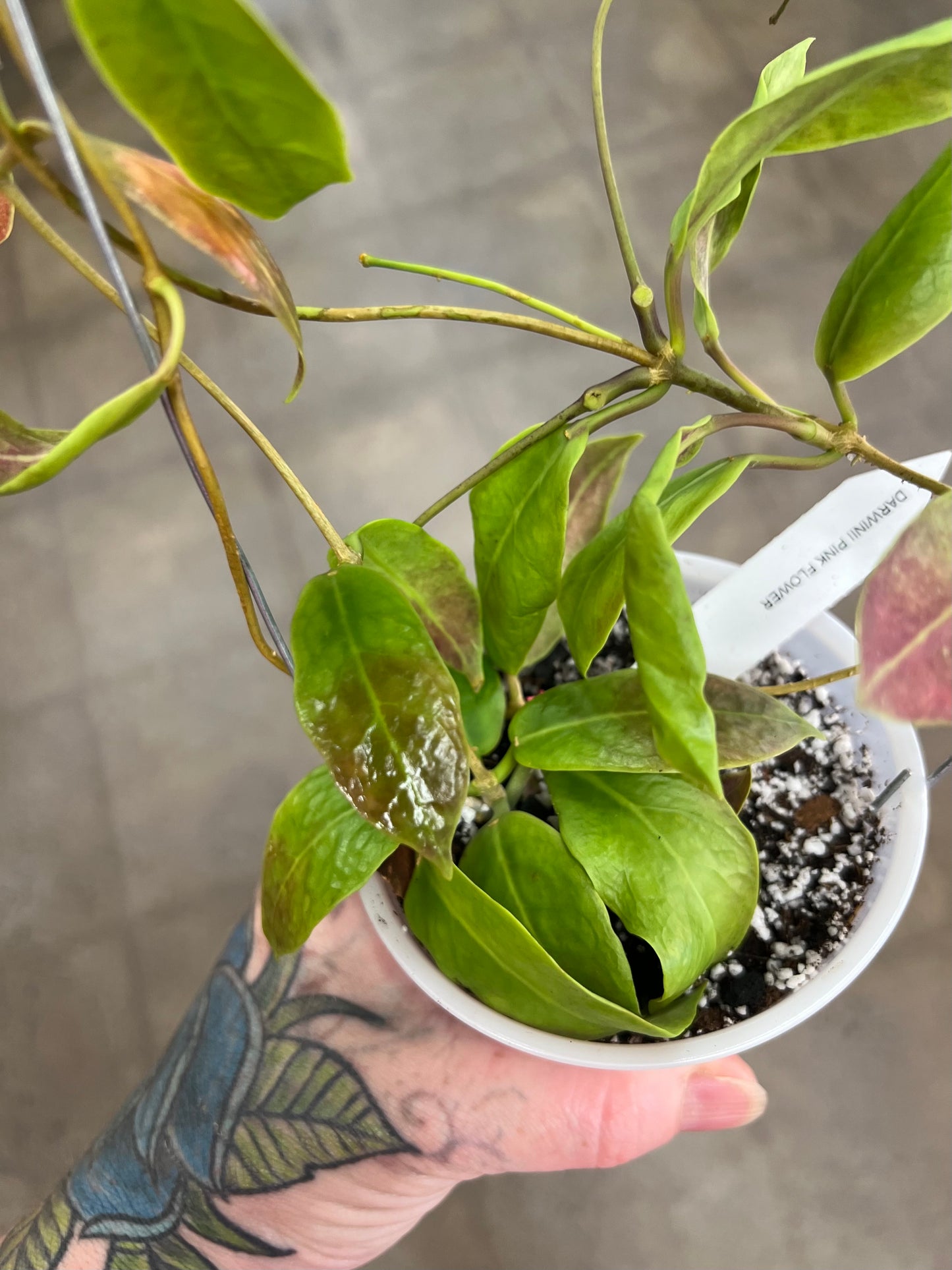 Hoya Darwinii Pink Flower