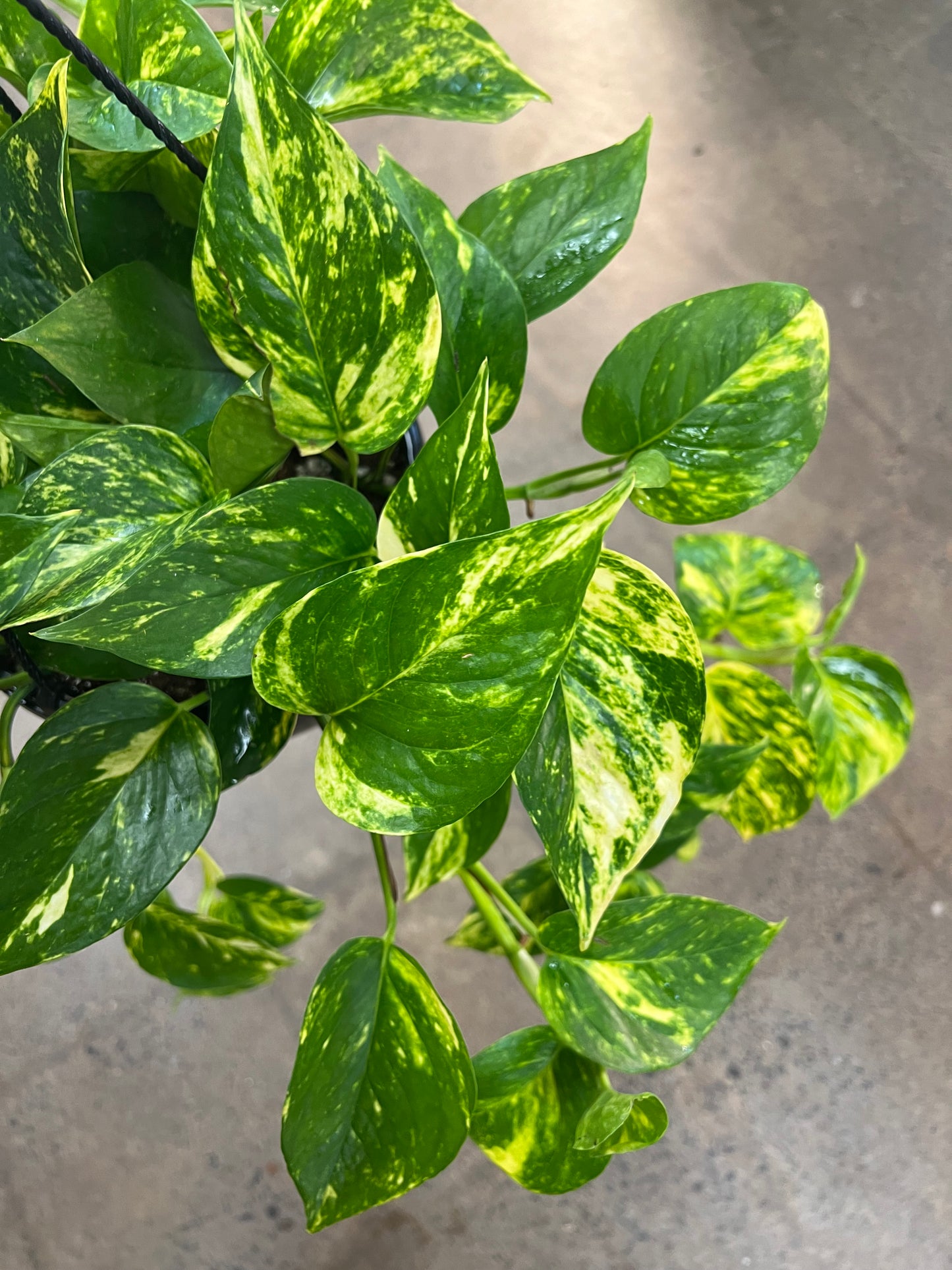 Pothos Hawaiian