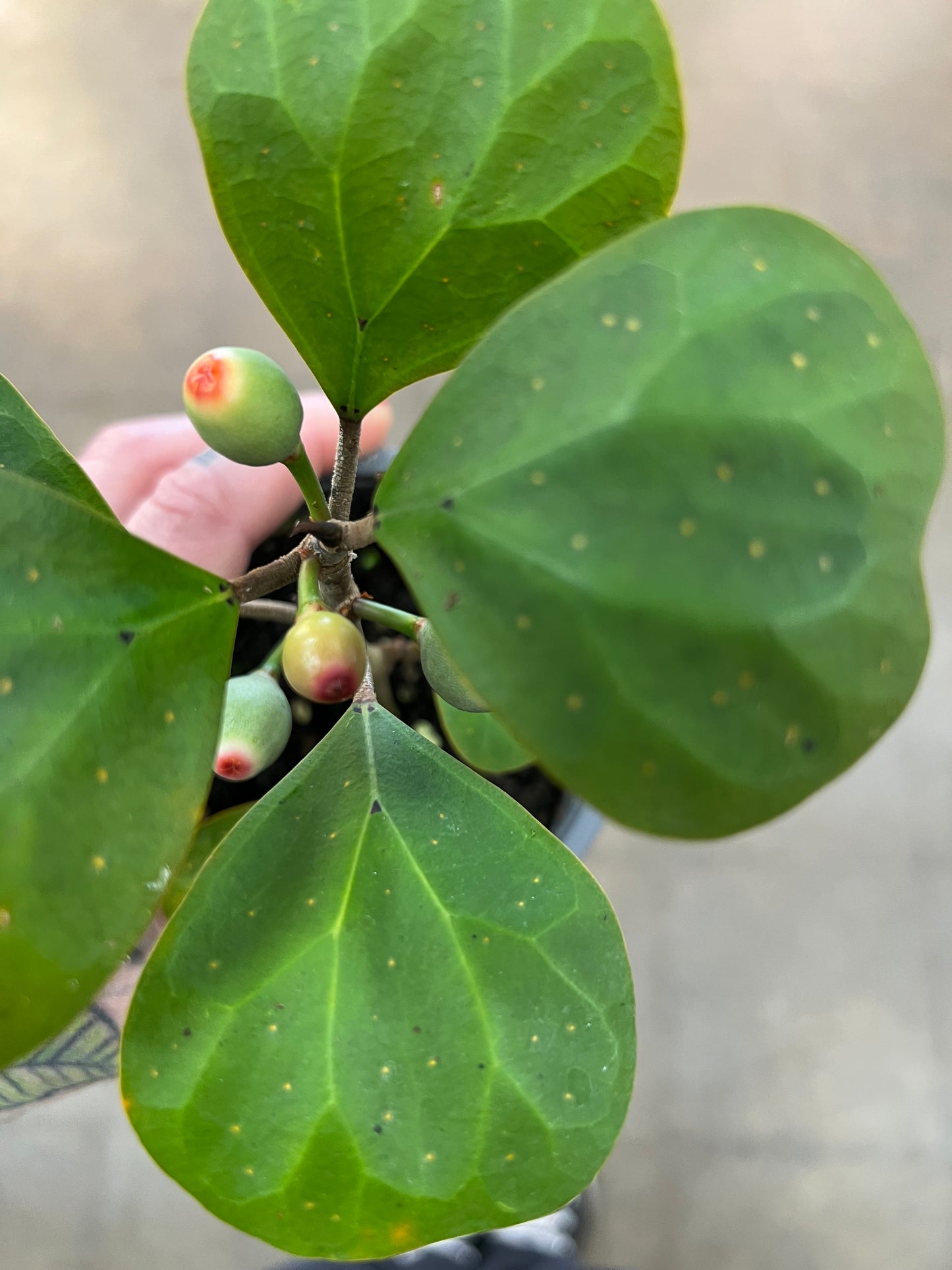 Ficus Deltoidea Mistletoe Fig
