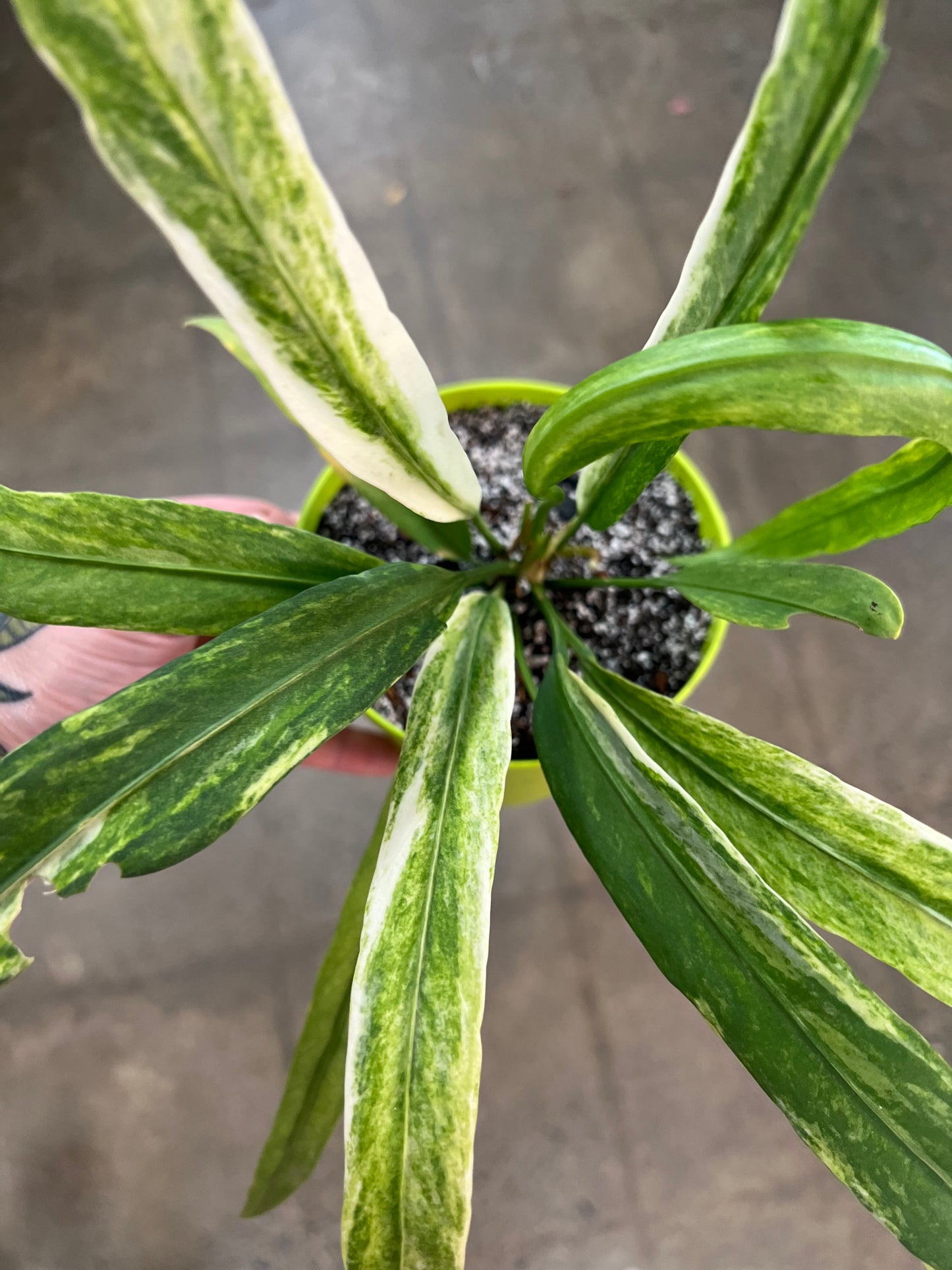 Anthurium Vittarifolium Panaché