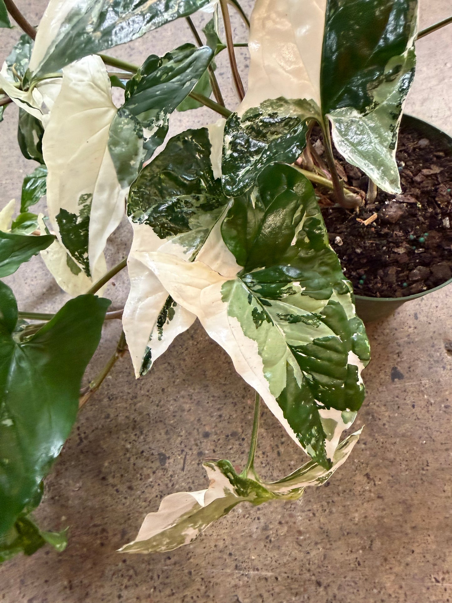 Syngonium Albo