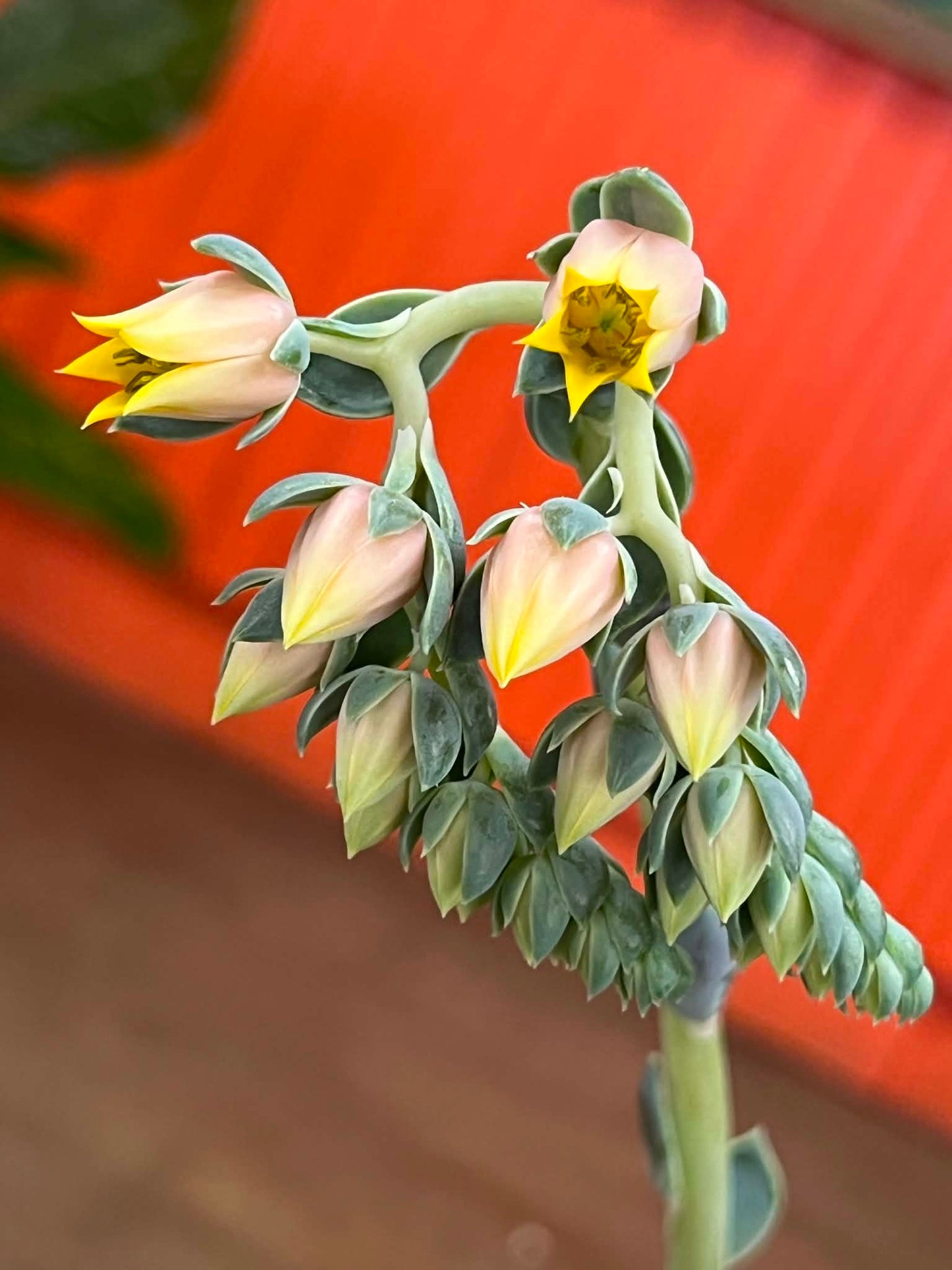 Echeveria Costa