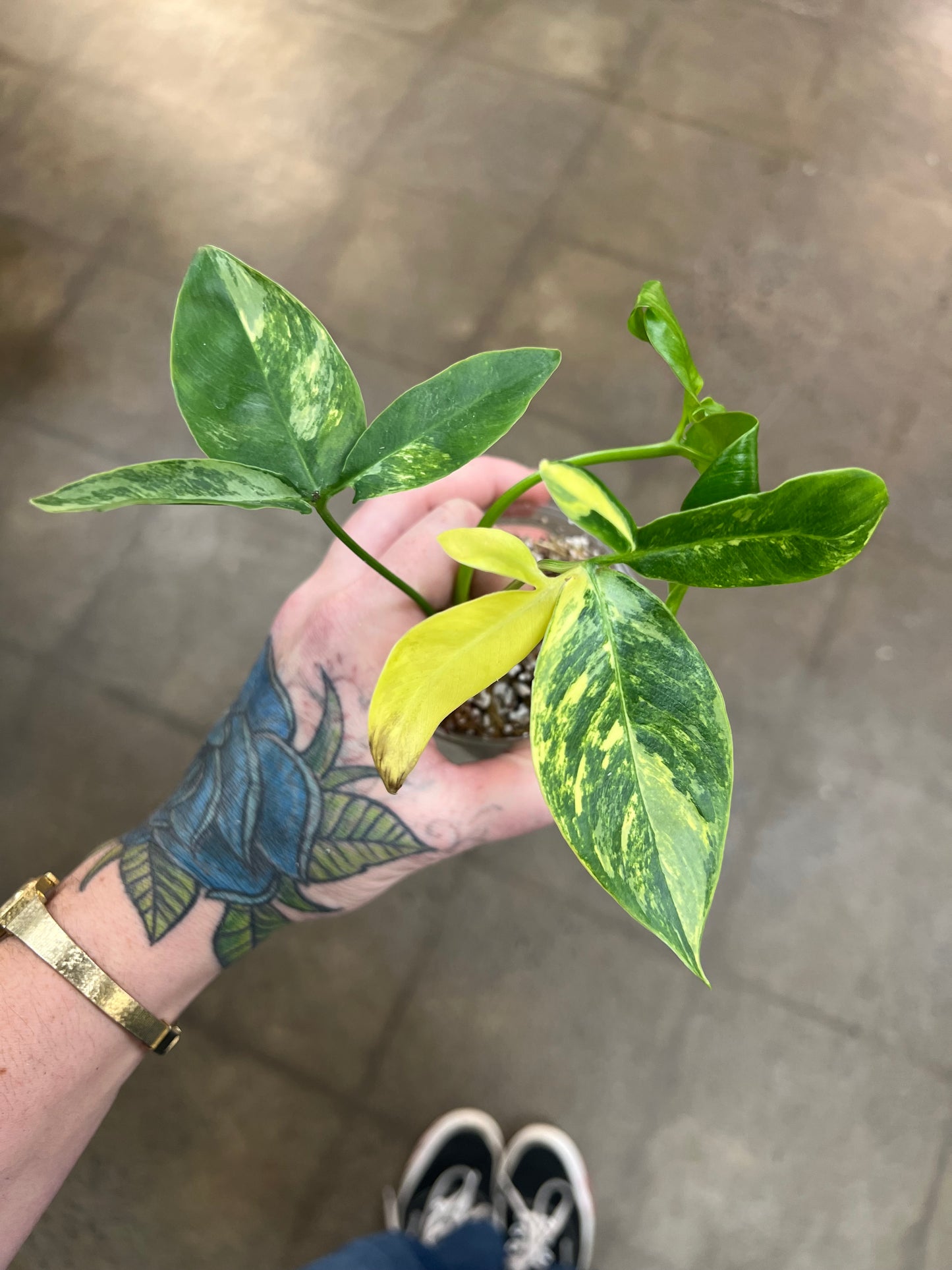 Philodendron Goeldii Variegated