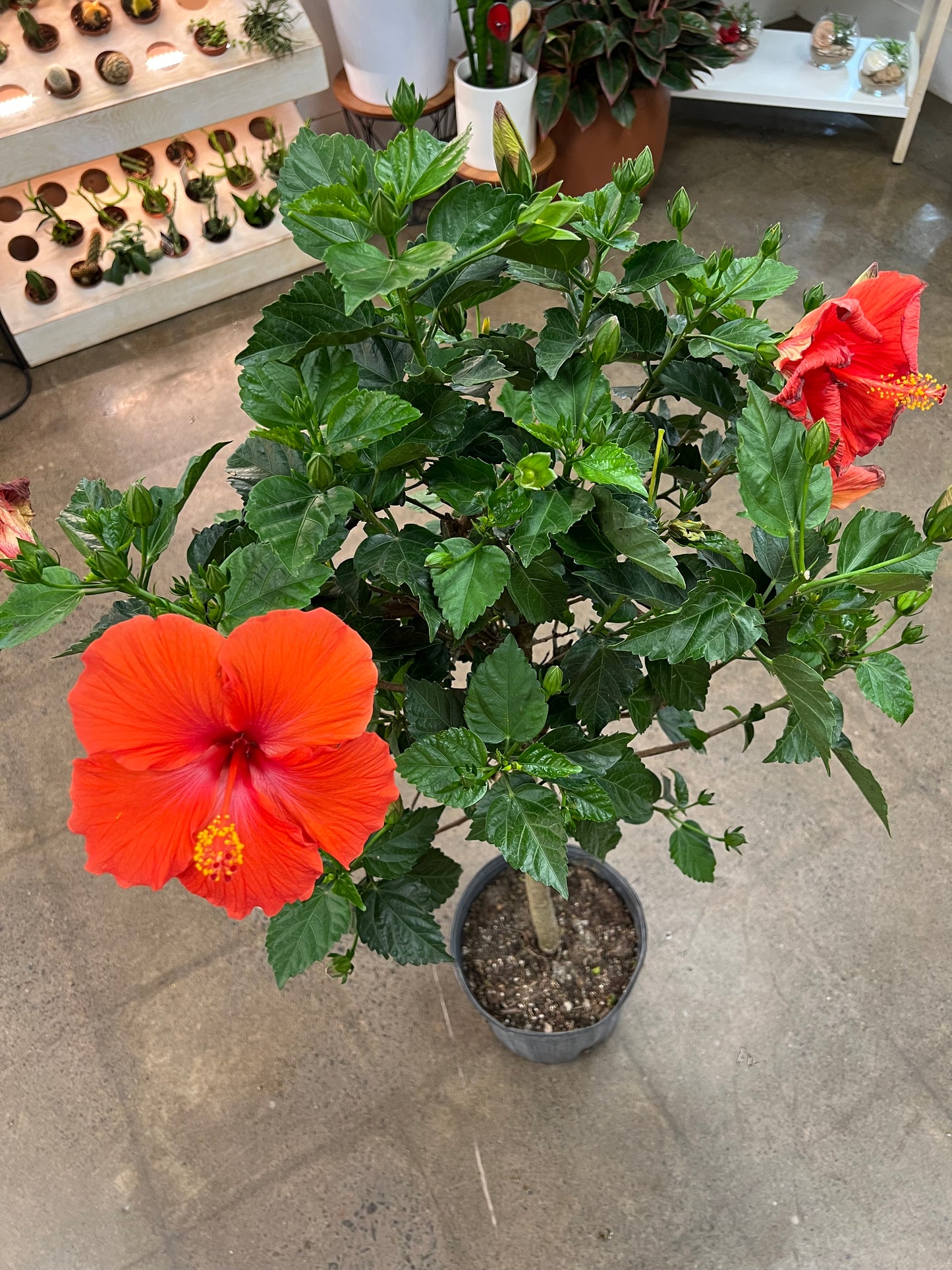 Hibiscus sur Tige