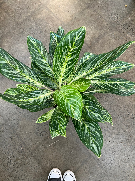 Aglaonema Golden Madonna