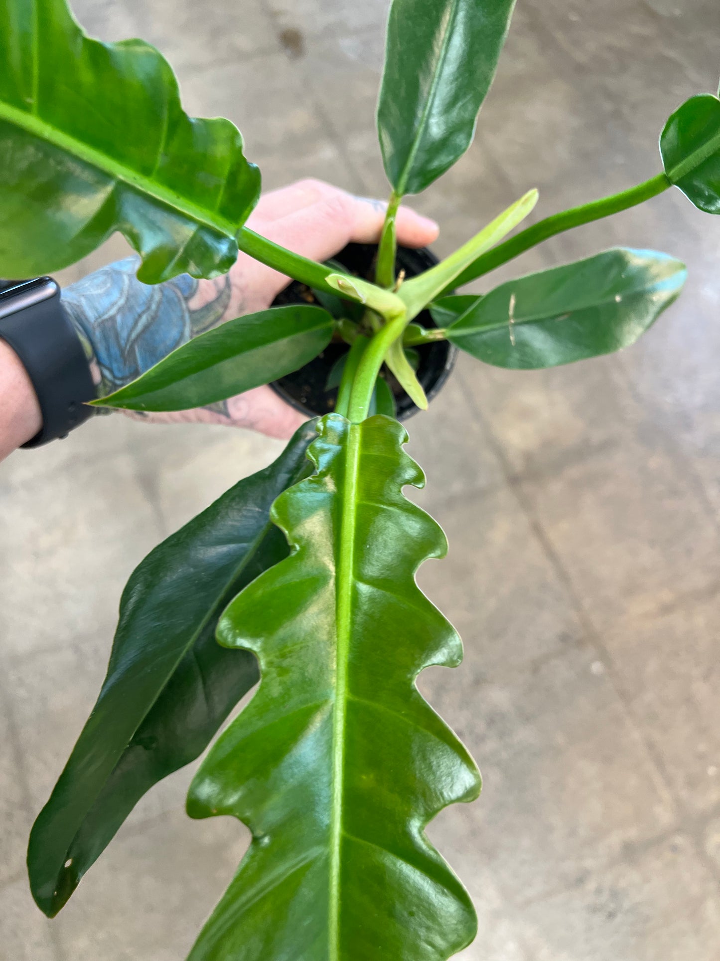 Philodendron Narrow