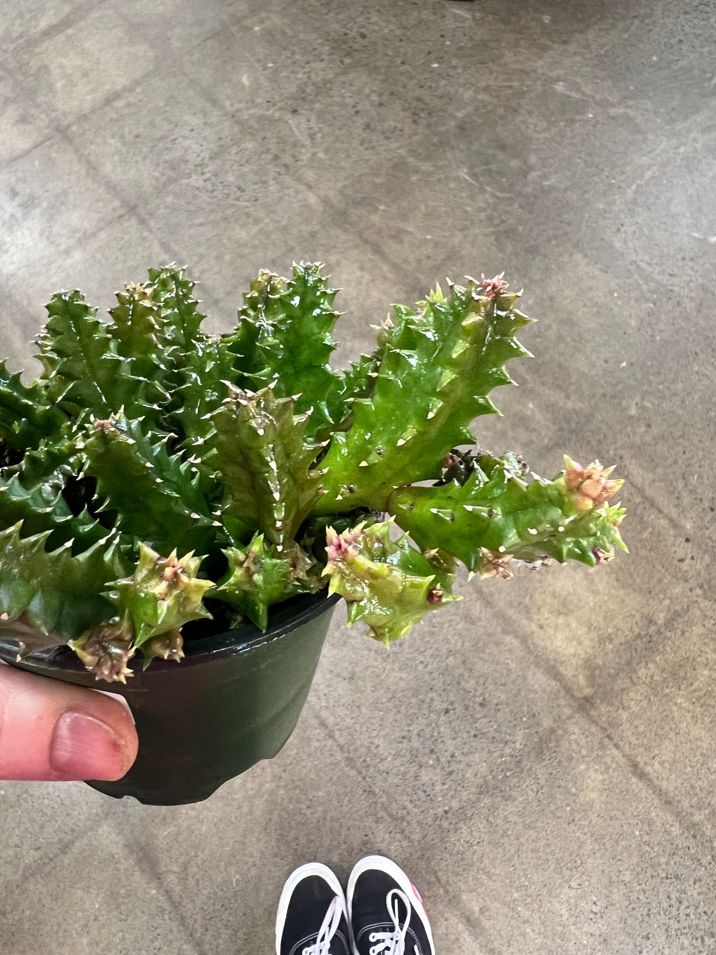 Huernia Zebrina