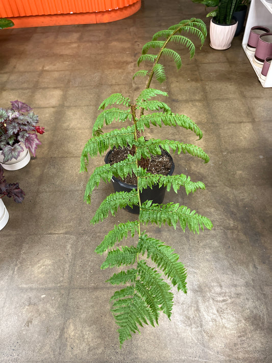 Fern Cyathea Cooperi Australian Tree