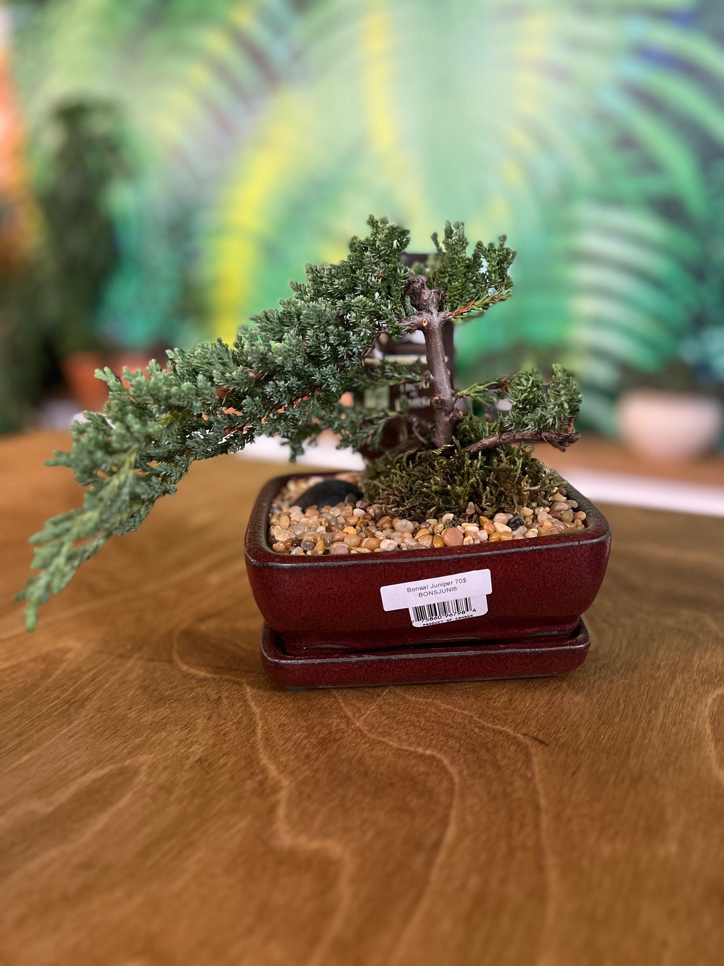 Bonsaï Juniper