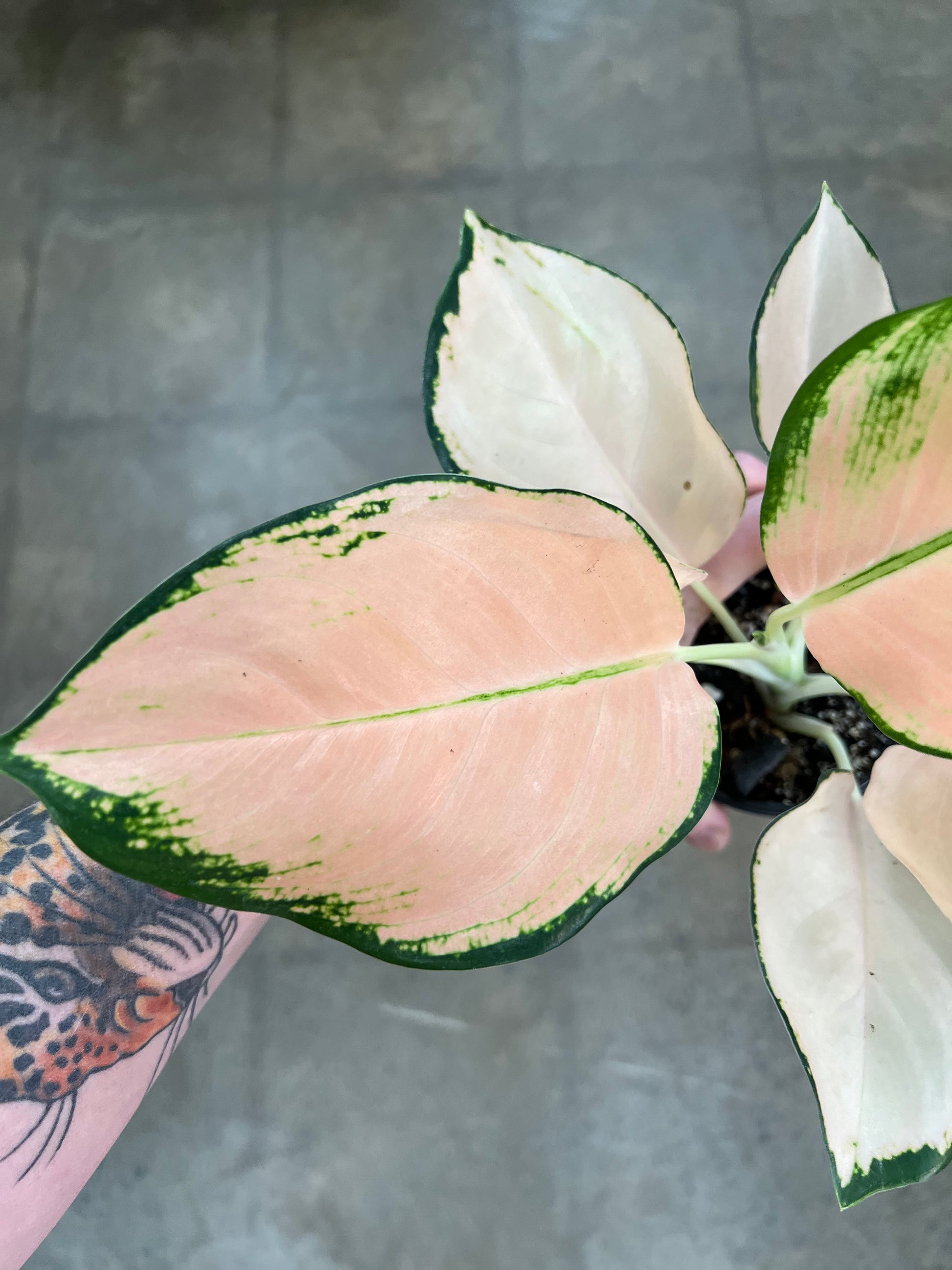 aglaonema cochin pink Aglaonema Cochin Peach