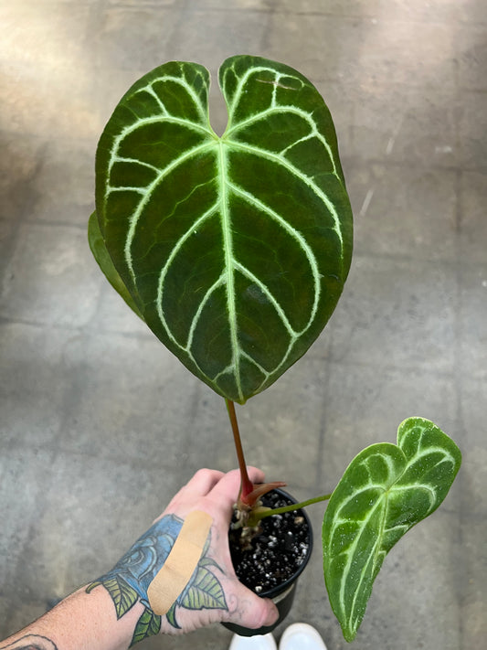 Anthurium Crystallinum