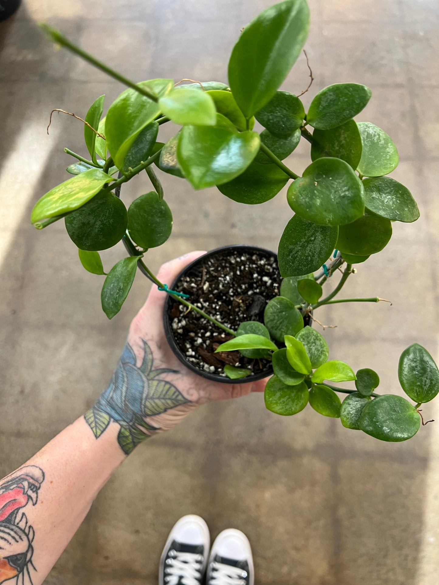 Hoya SP.Biak(Bikensis) Splash