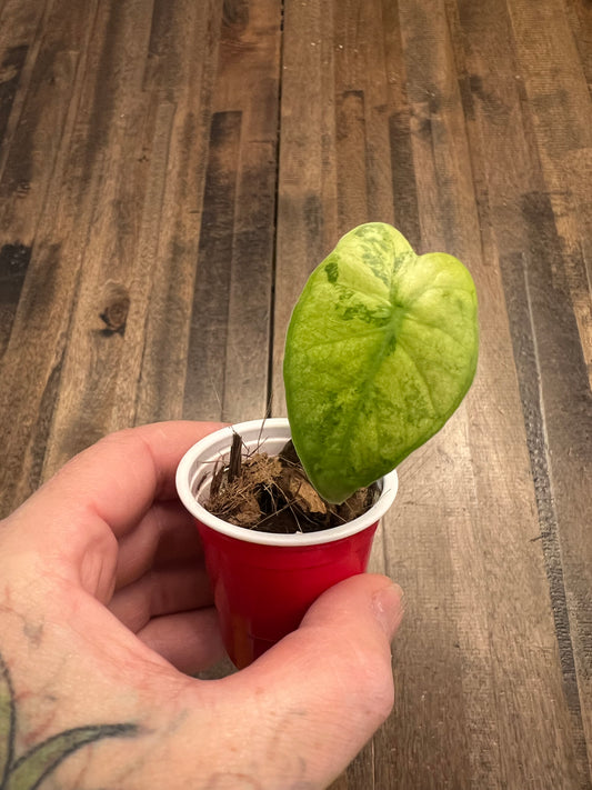 Alocasia Odora Yellow Mint Variegata