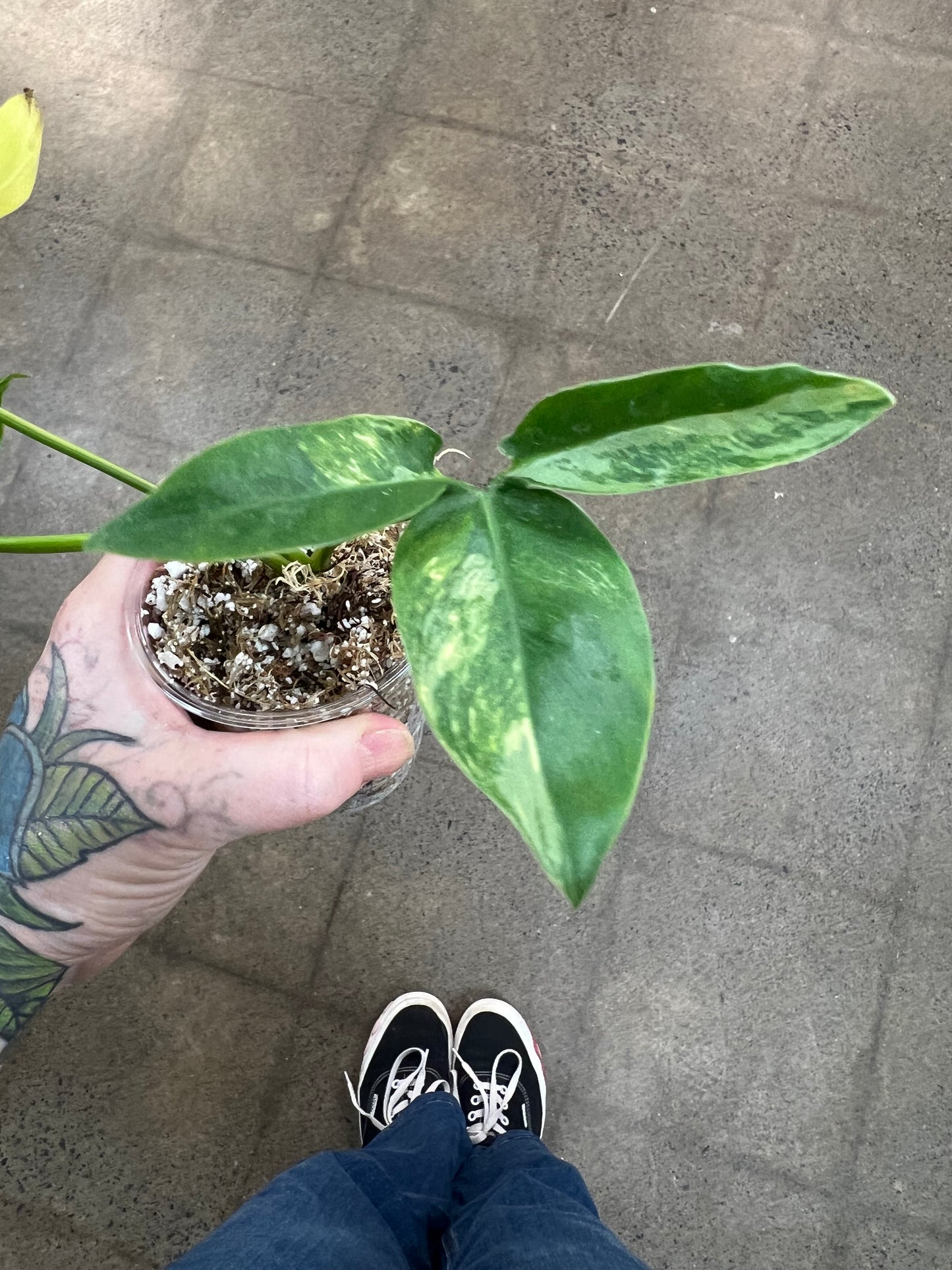 Philodendron Goeldii Variegated