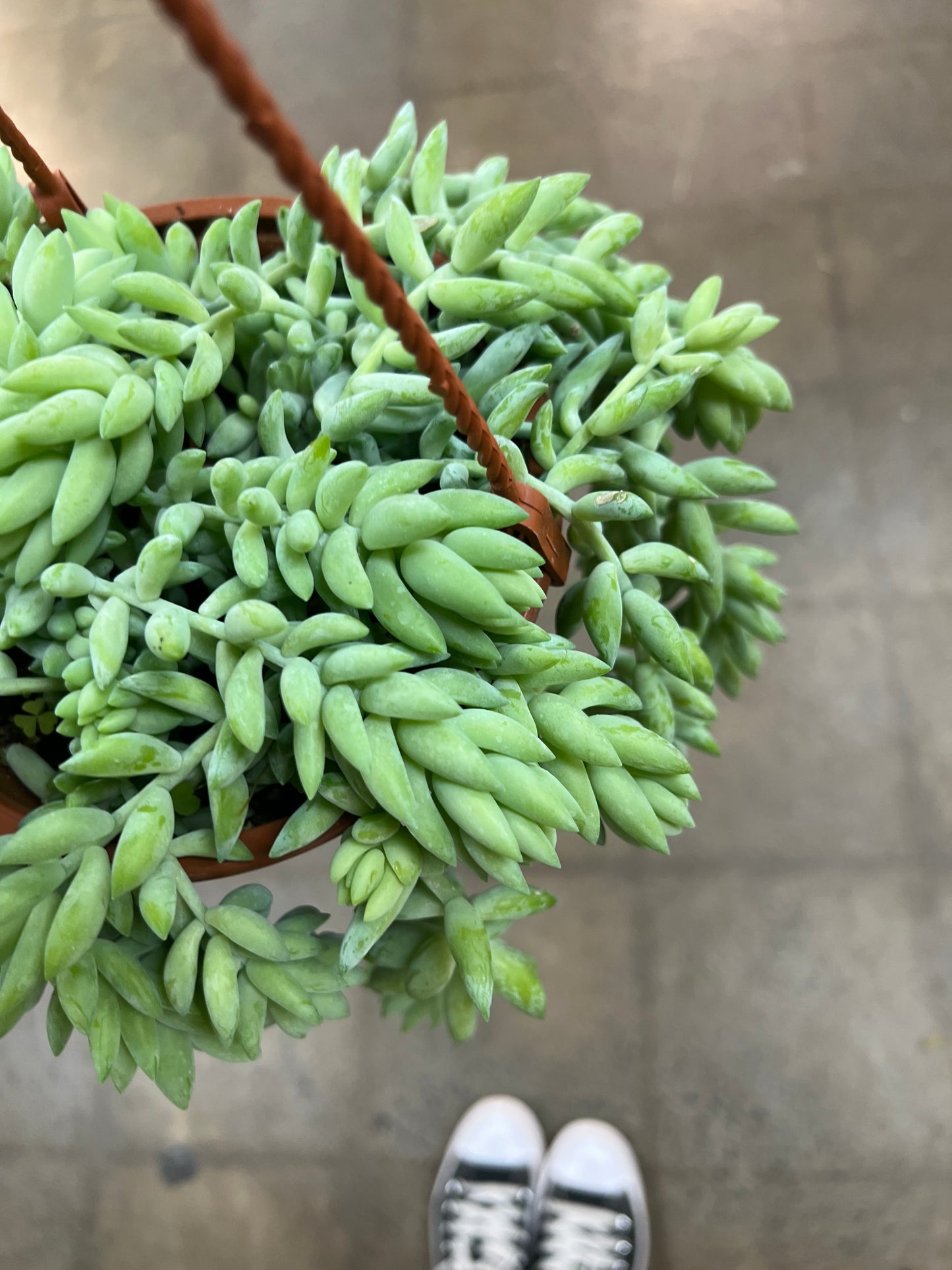 Sedum Burrito