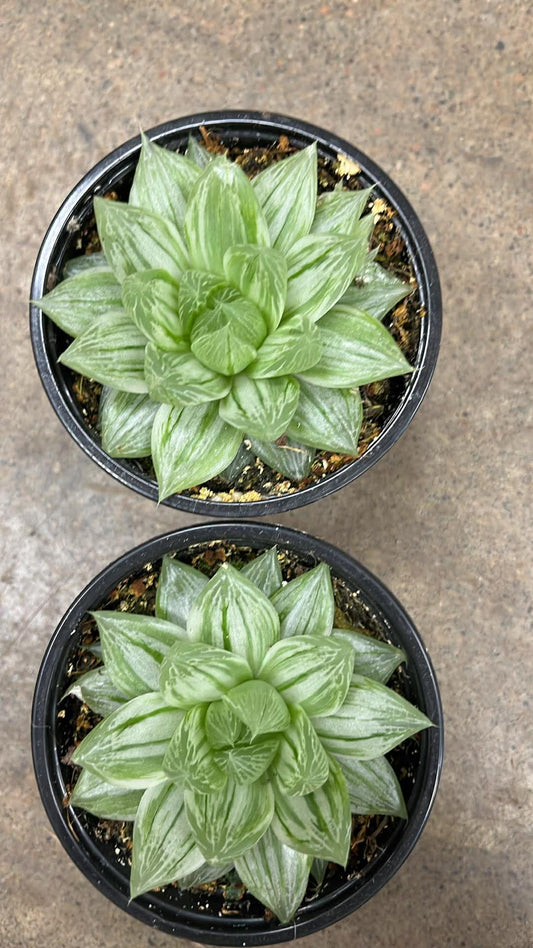 Haworthia Cooperi Variegated