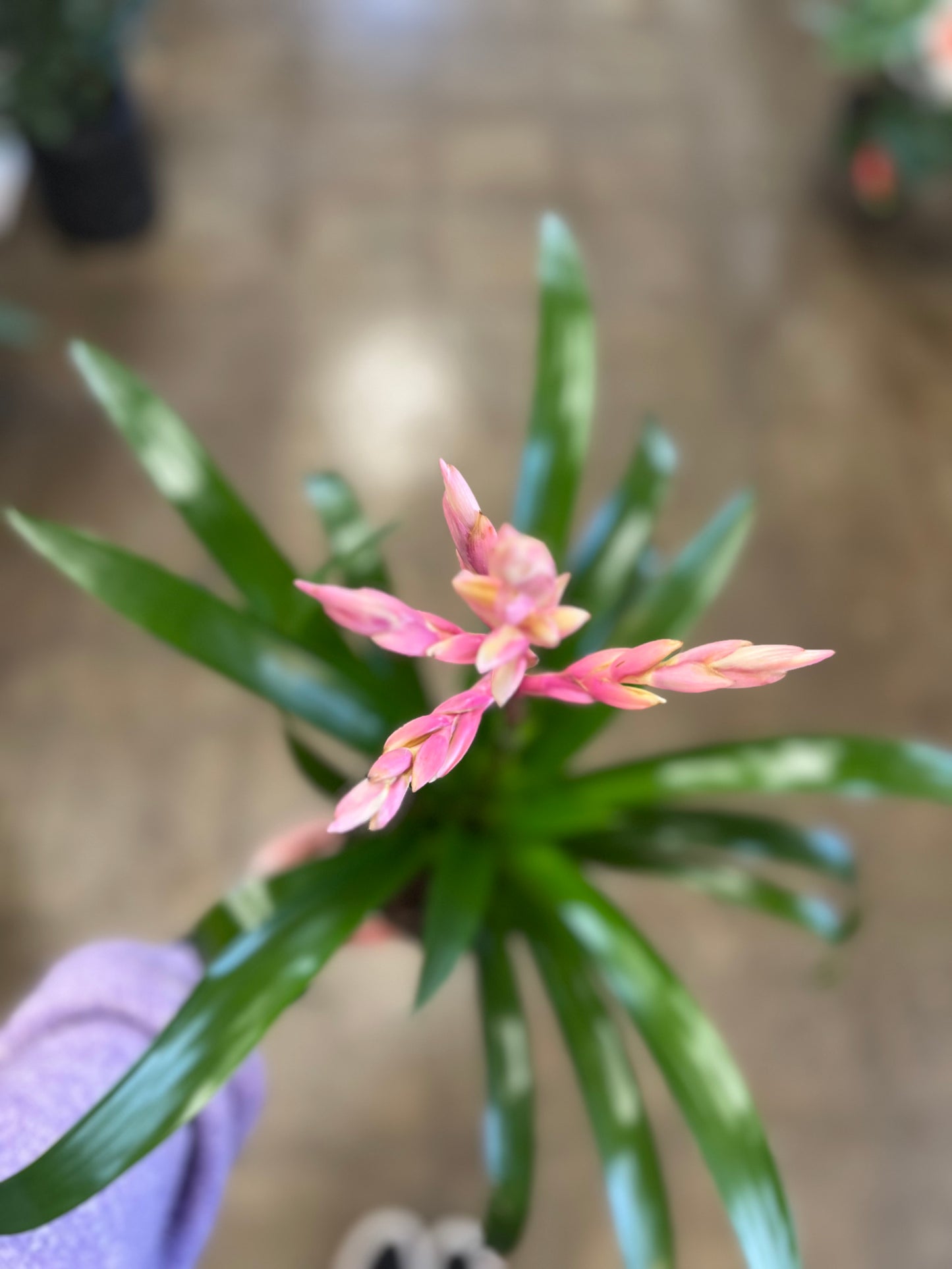 Broméliacé Guzmania