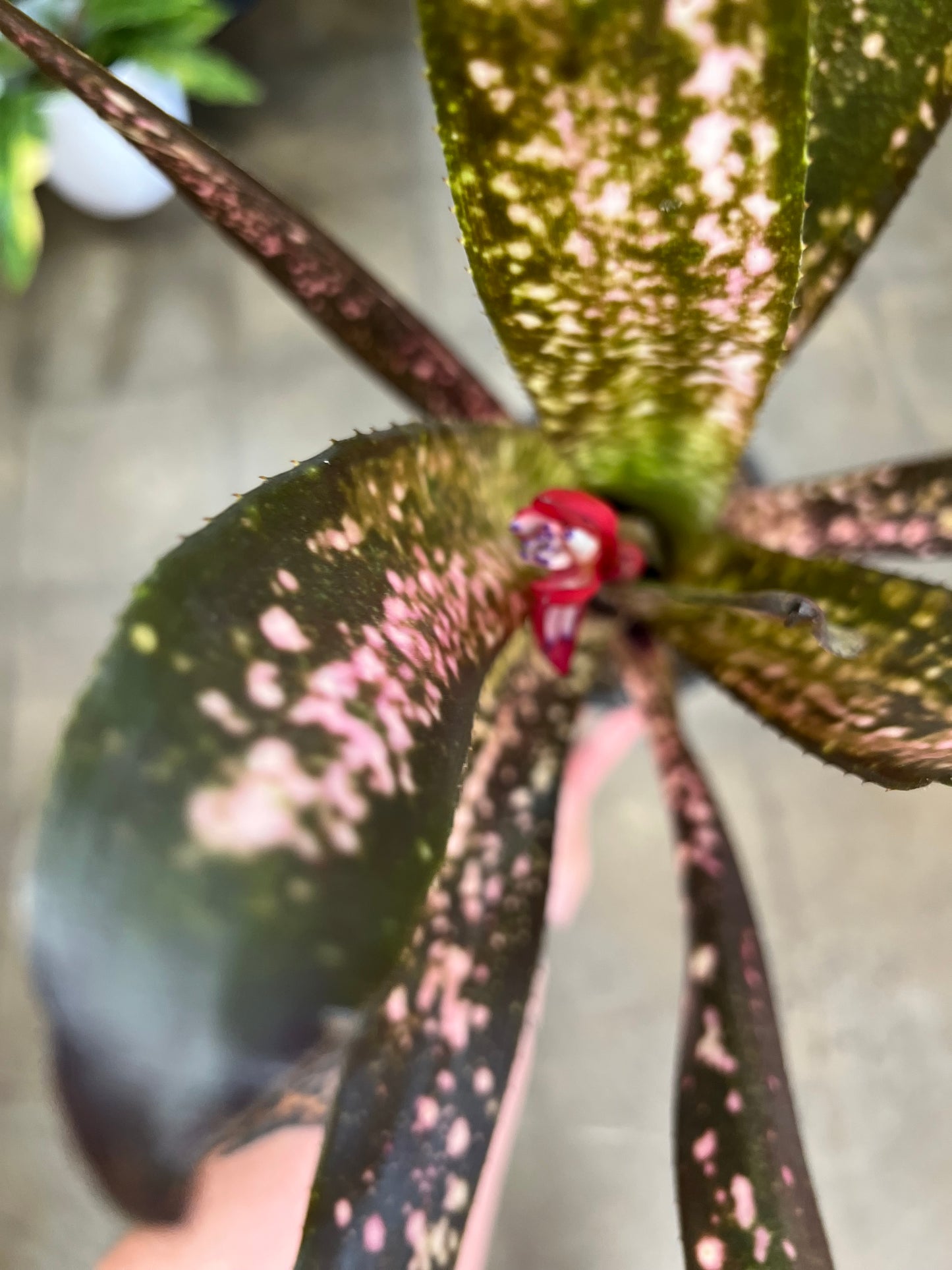 Billbergia Tengee