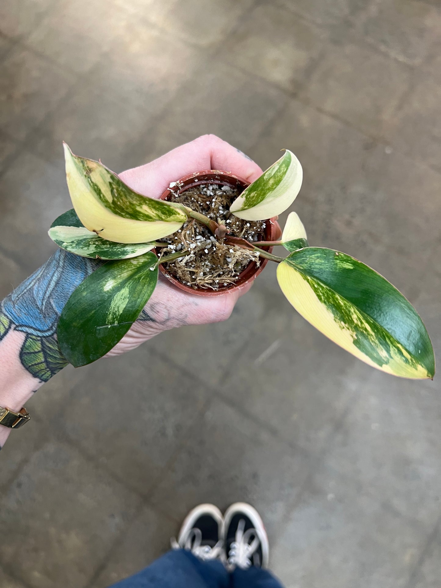 Philodendron Red Congo Variegated