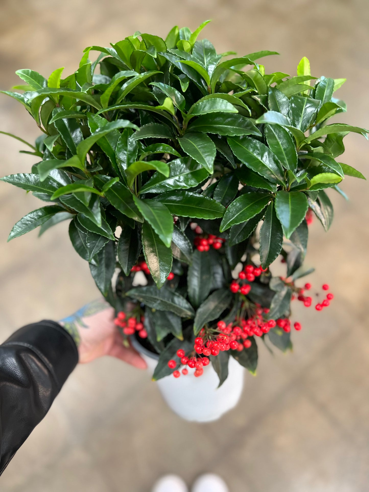 Ardisia Crenata