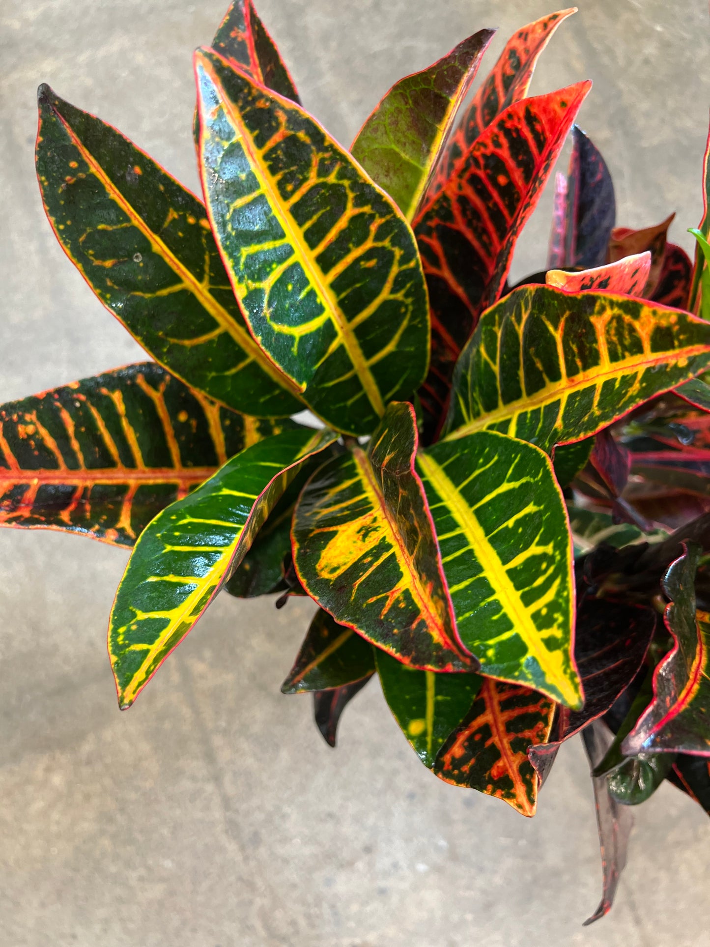 Croton Petra