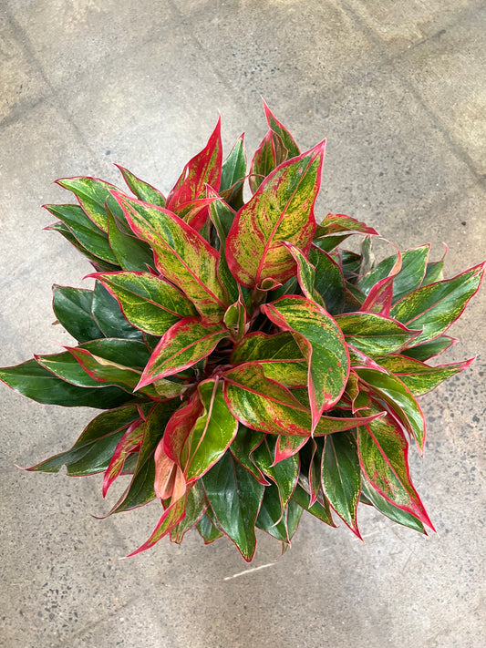 Aglaonema Red Siam