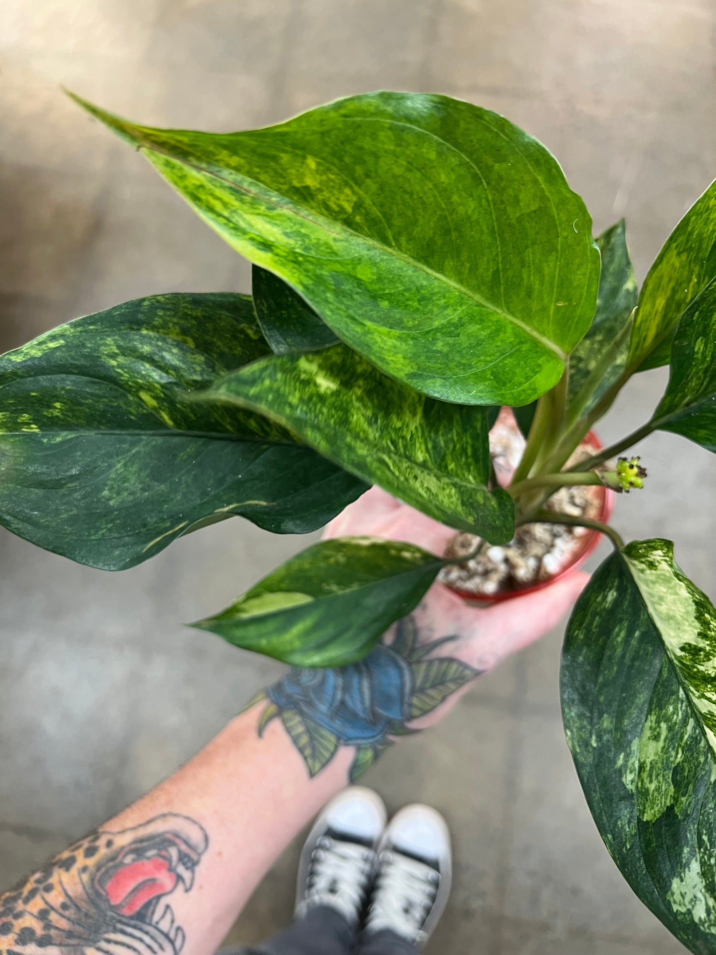 Aglaonema Khan Mak