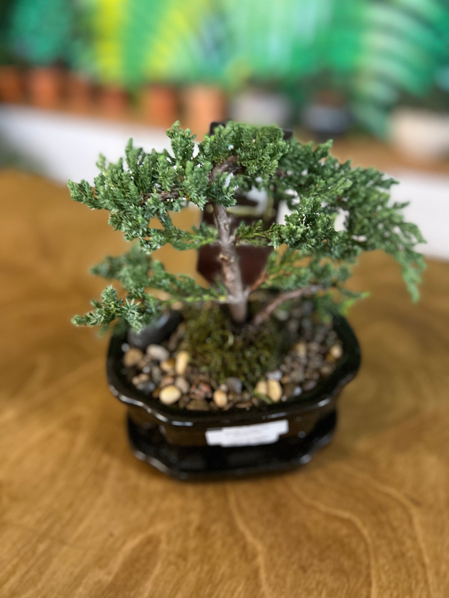 Bonsaï Juniper