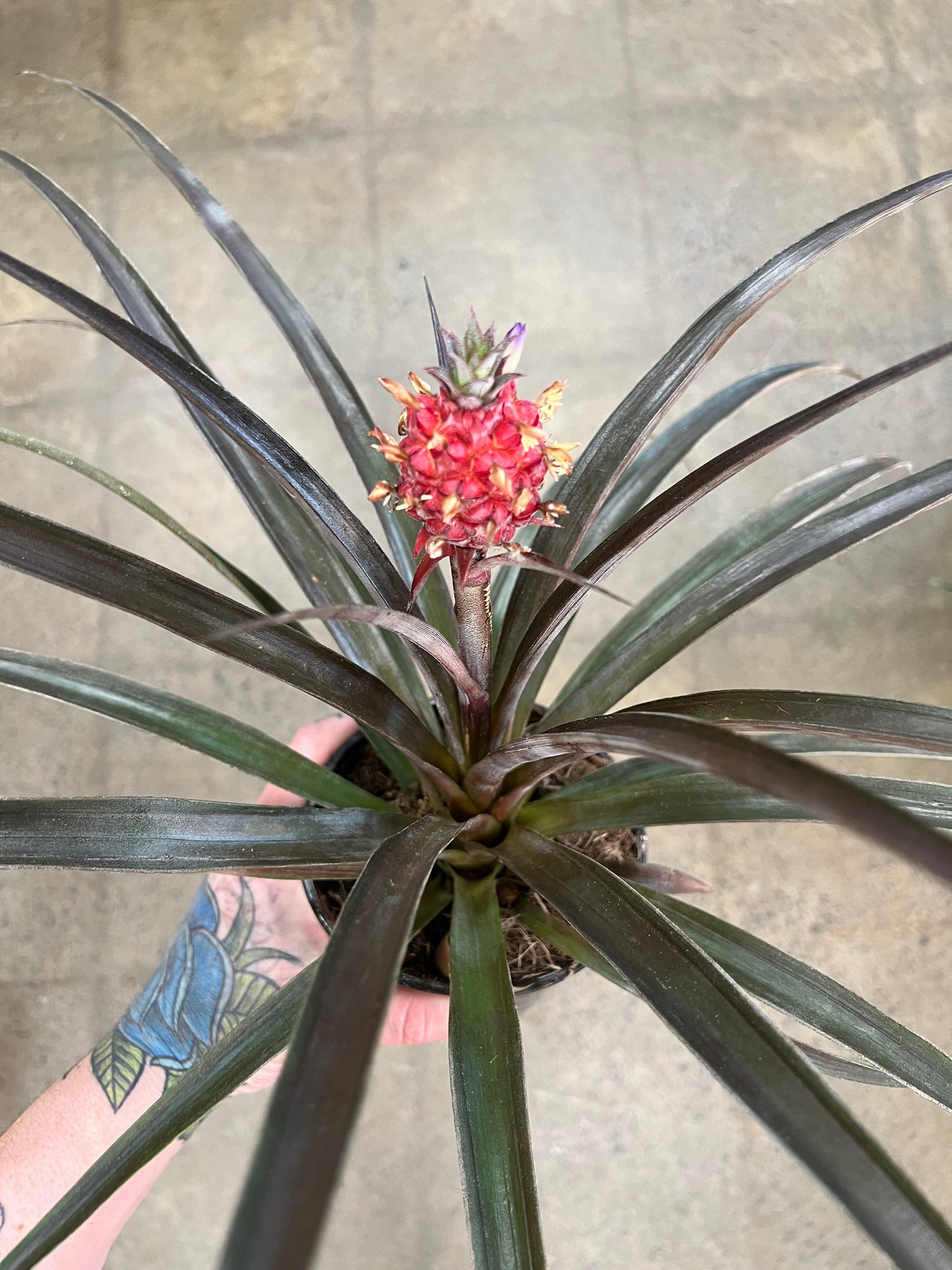 Ananas Rouge