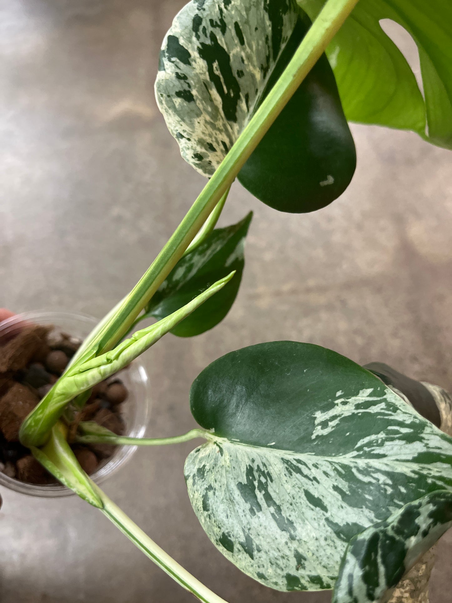 Monstera Bulbasaur