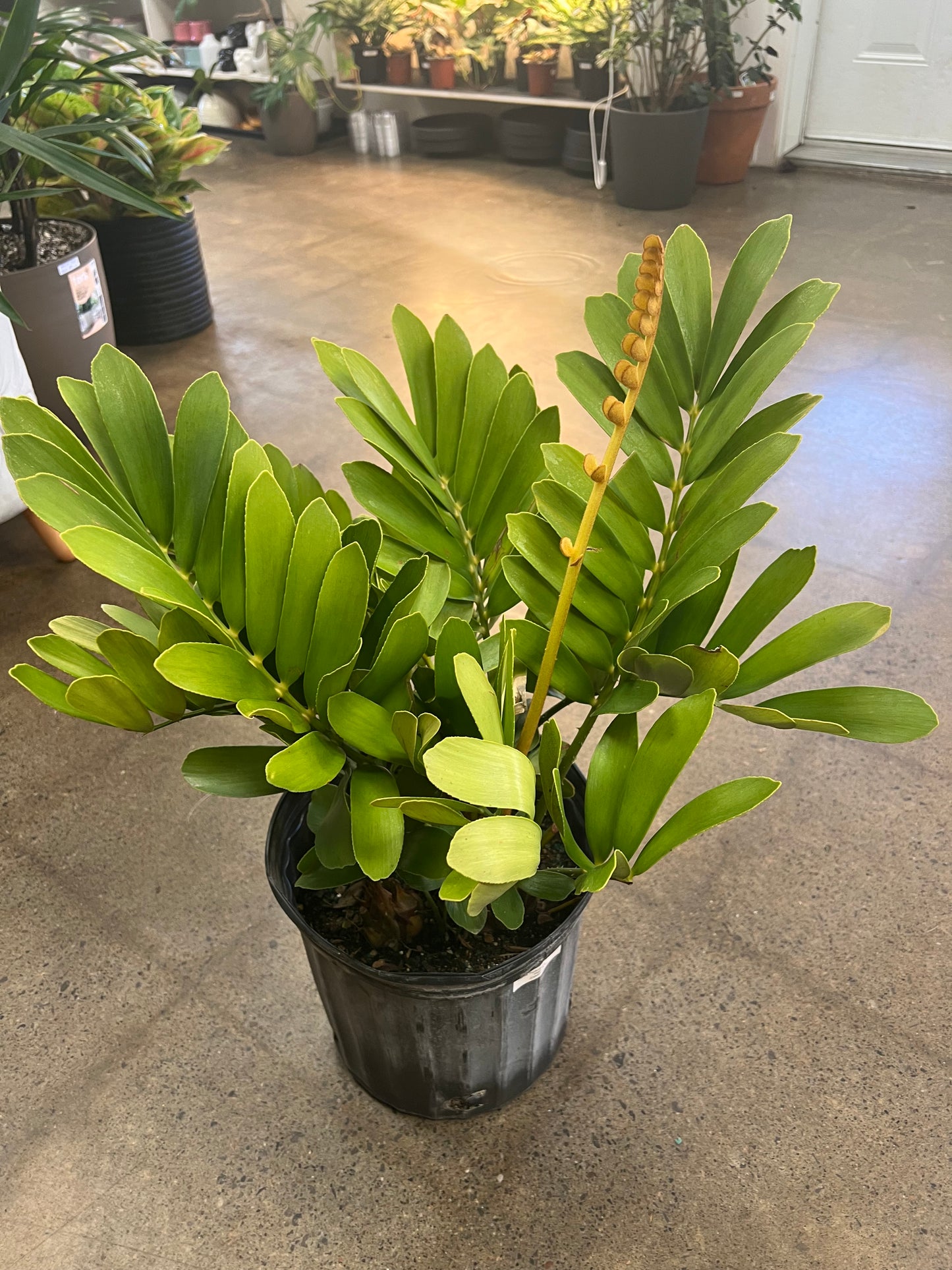 Zamia Furfuracea Cardboard Palm